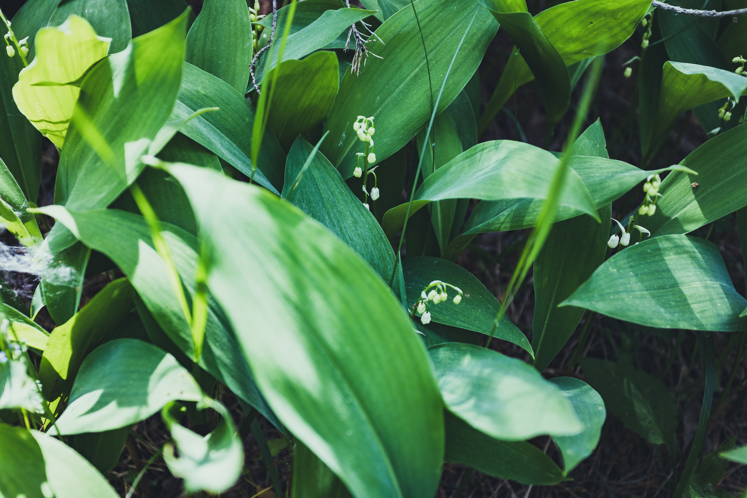 Д. Малое Молочное. Photographer Sonkina Tatiana (Tanya Ash)