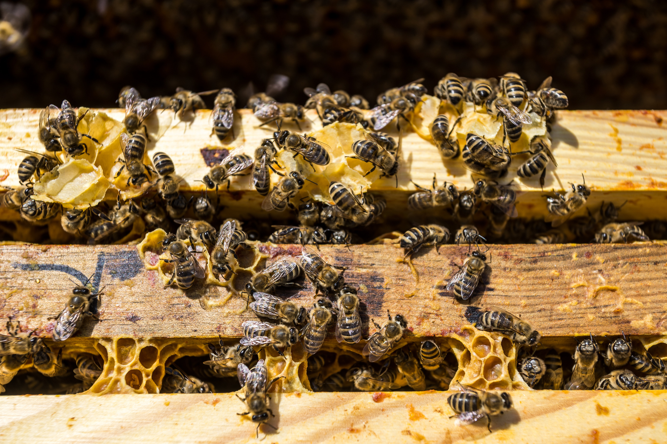 Д. Малое Молочное. Photographer Sonkina Tatiana (Tanya Ash)