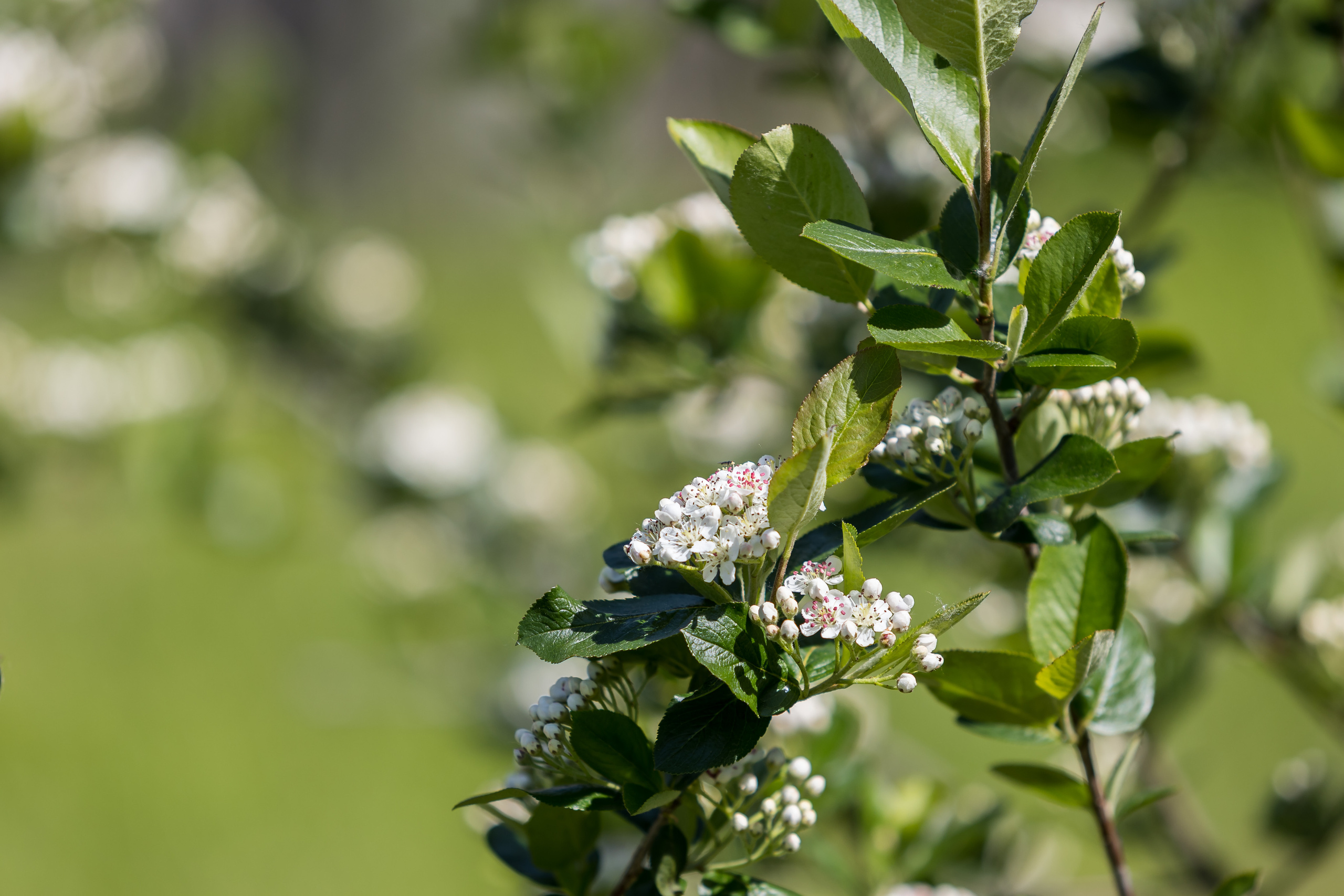 Д. Малое Молочное. Photographer Sonkina Tatiana (Tanya Ash)