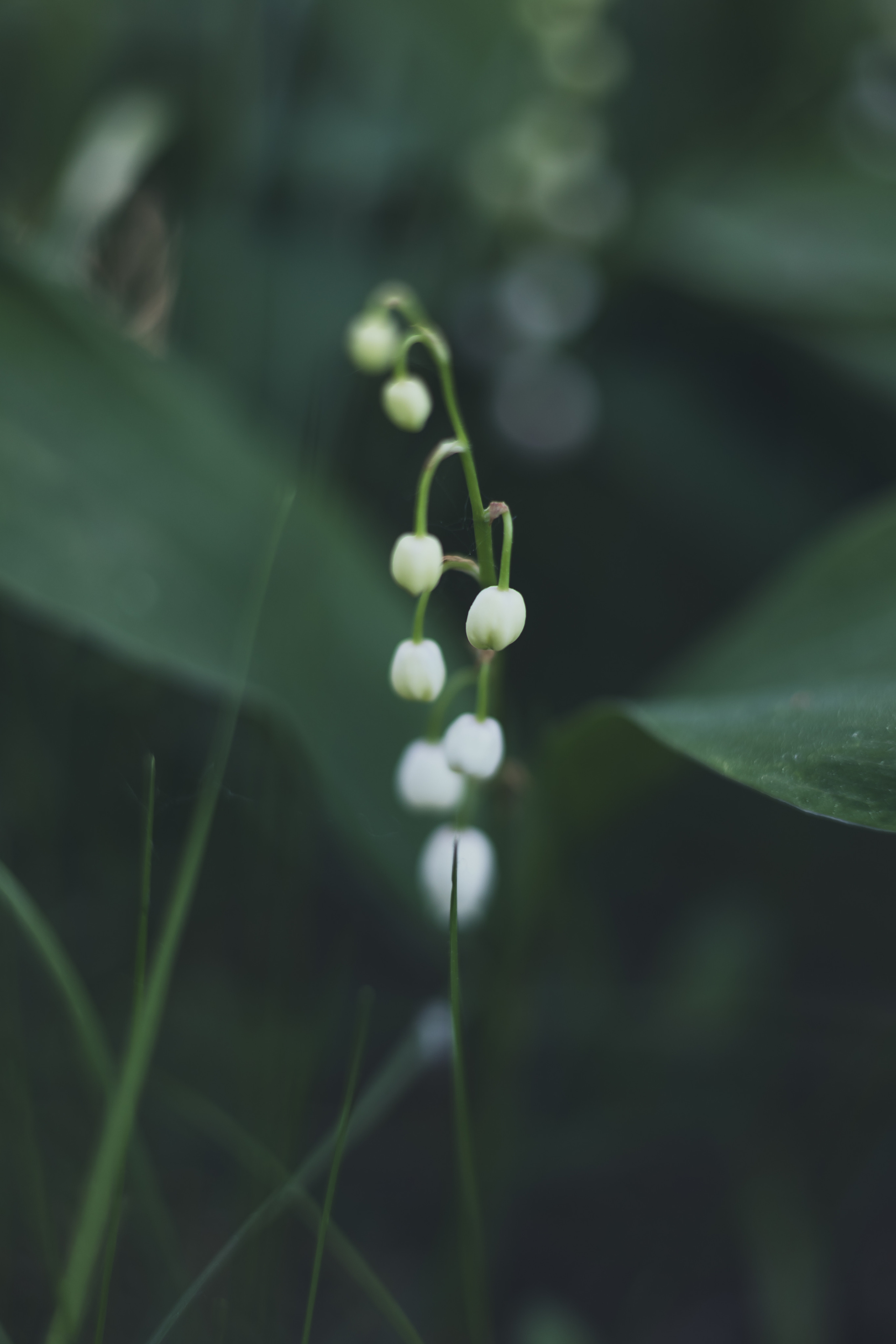 Д. Малое Молочное. Photographer Sonkina Tatiana (Tanya Ash)