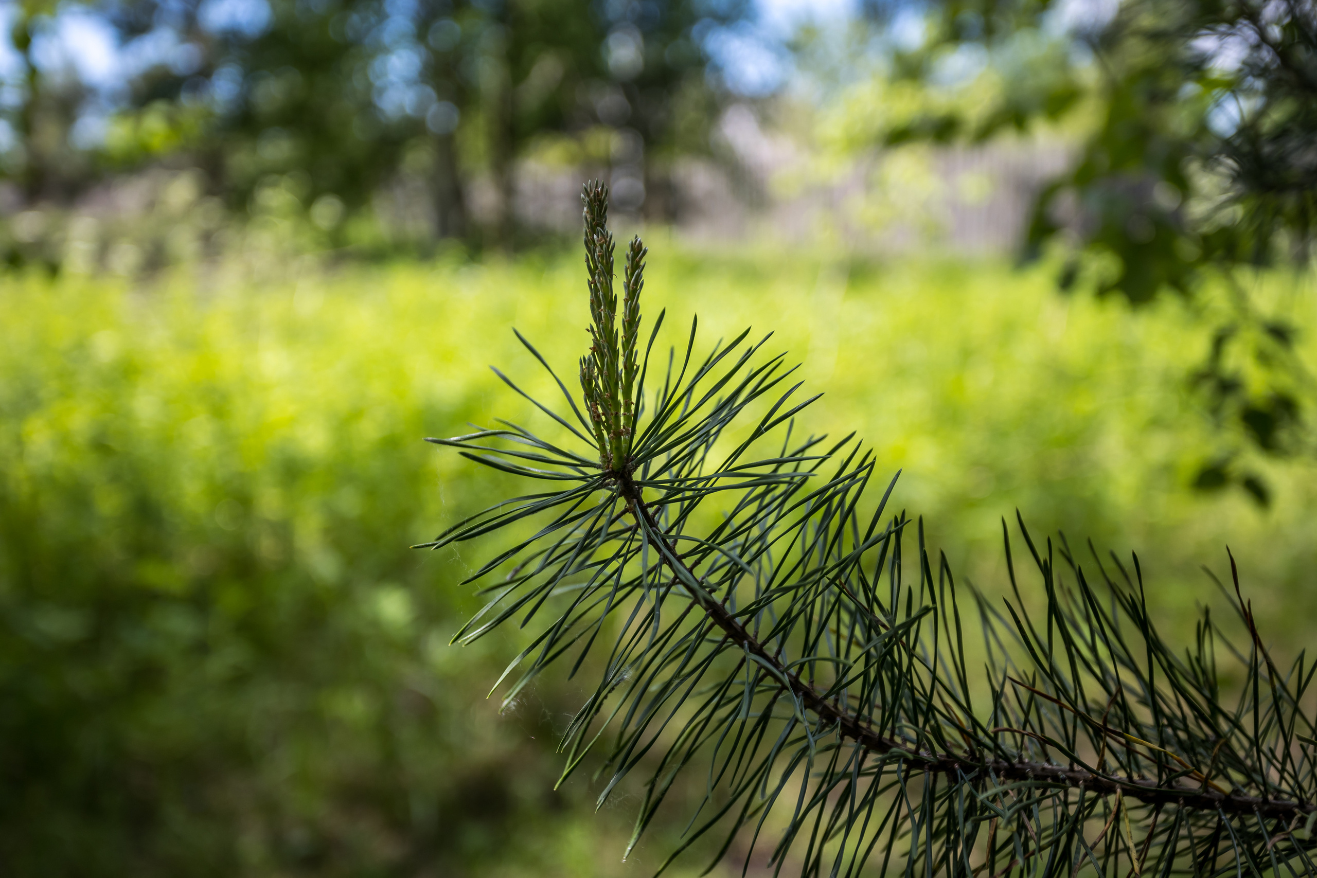 Д. Малое Молочное. Photographer Sonkina Tatiana (Tanya Ash)