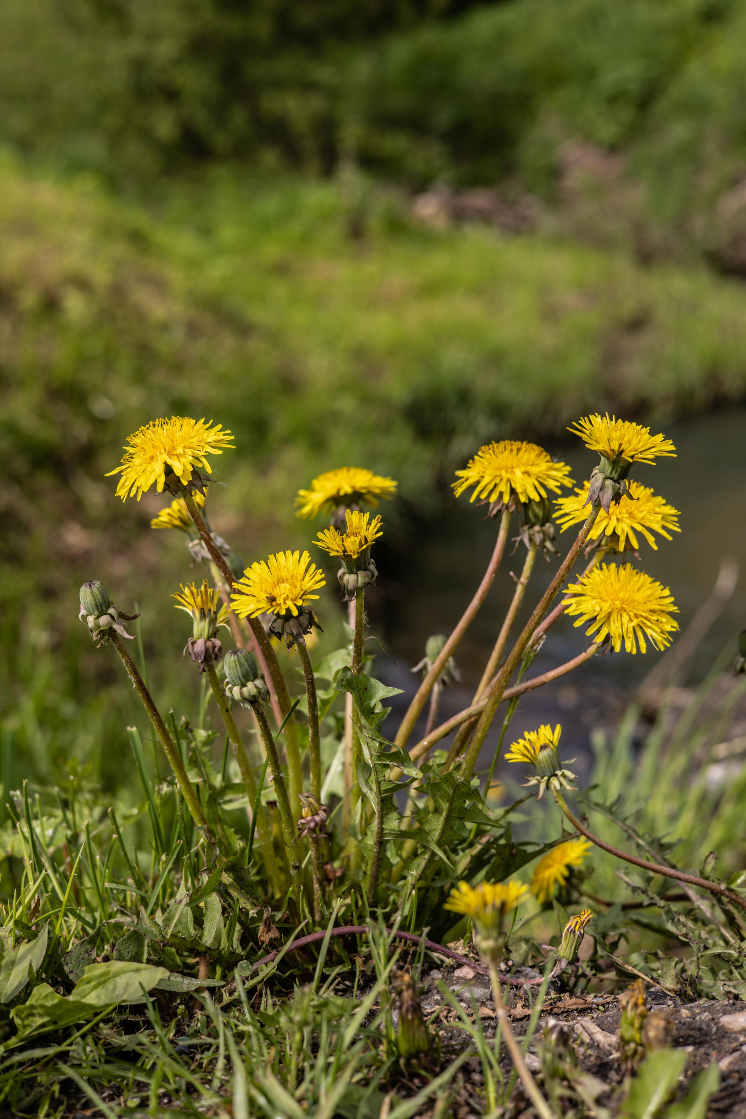 Галич. Photographer Sonkina Tatiana (Tanya Ash)