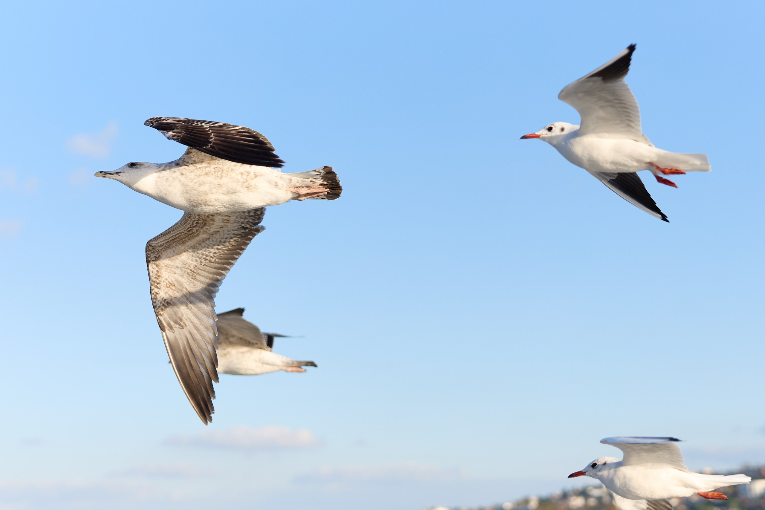 Стамбул 24. Фотограф Москва, Дима Пеллер