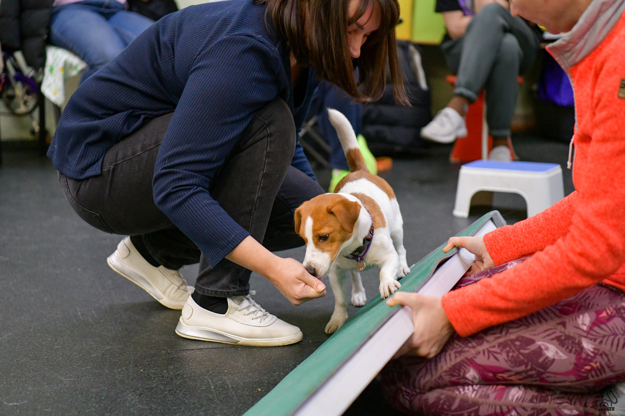 Кинологический клуб «Бодрый хвост». Свой взгляд через объектив