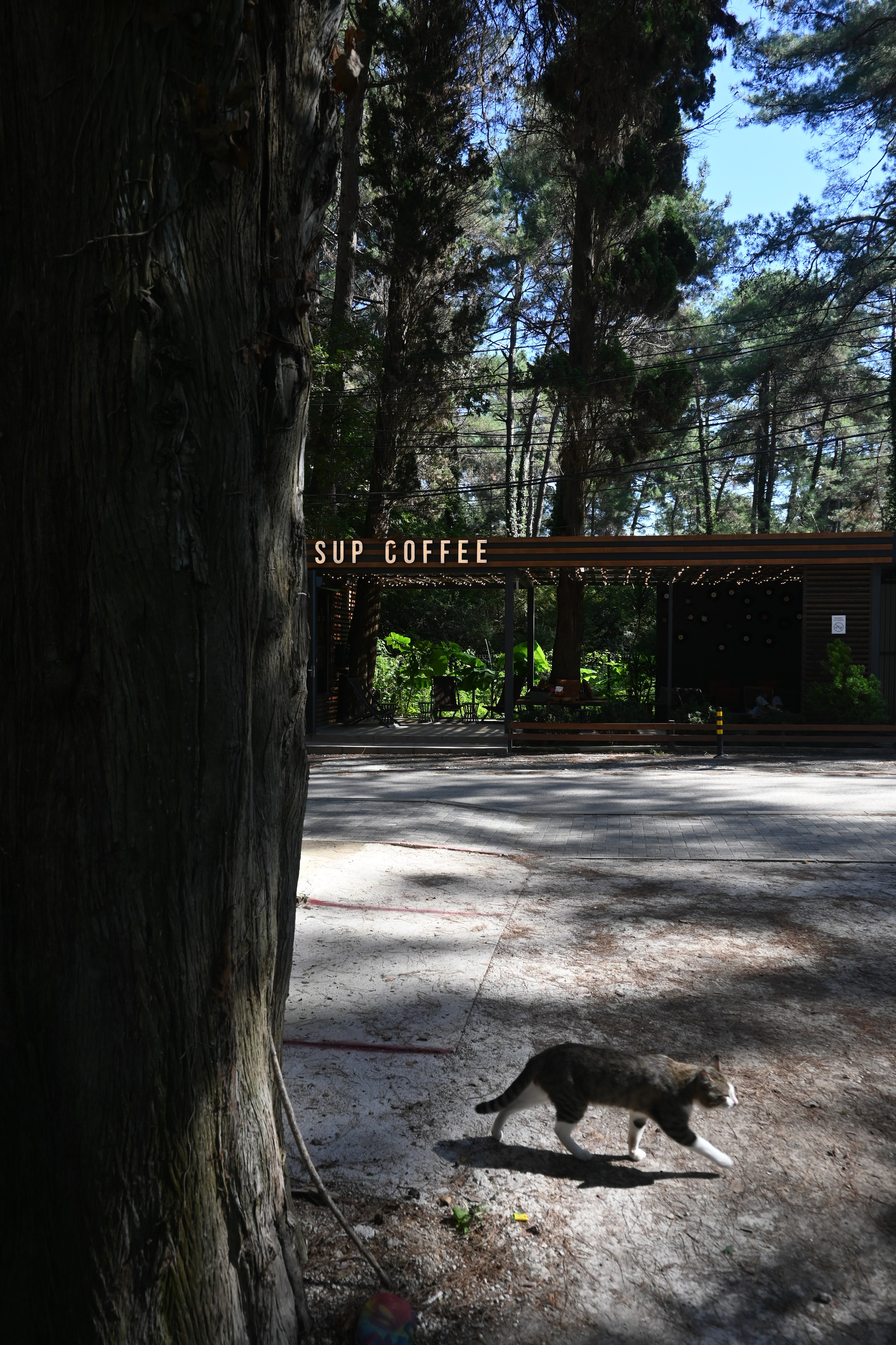 Абхазия. Iraogo