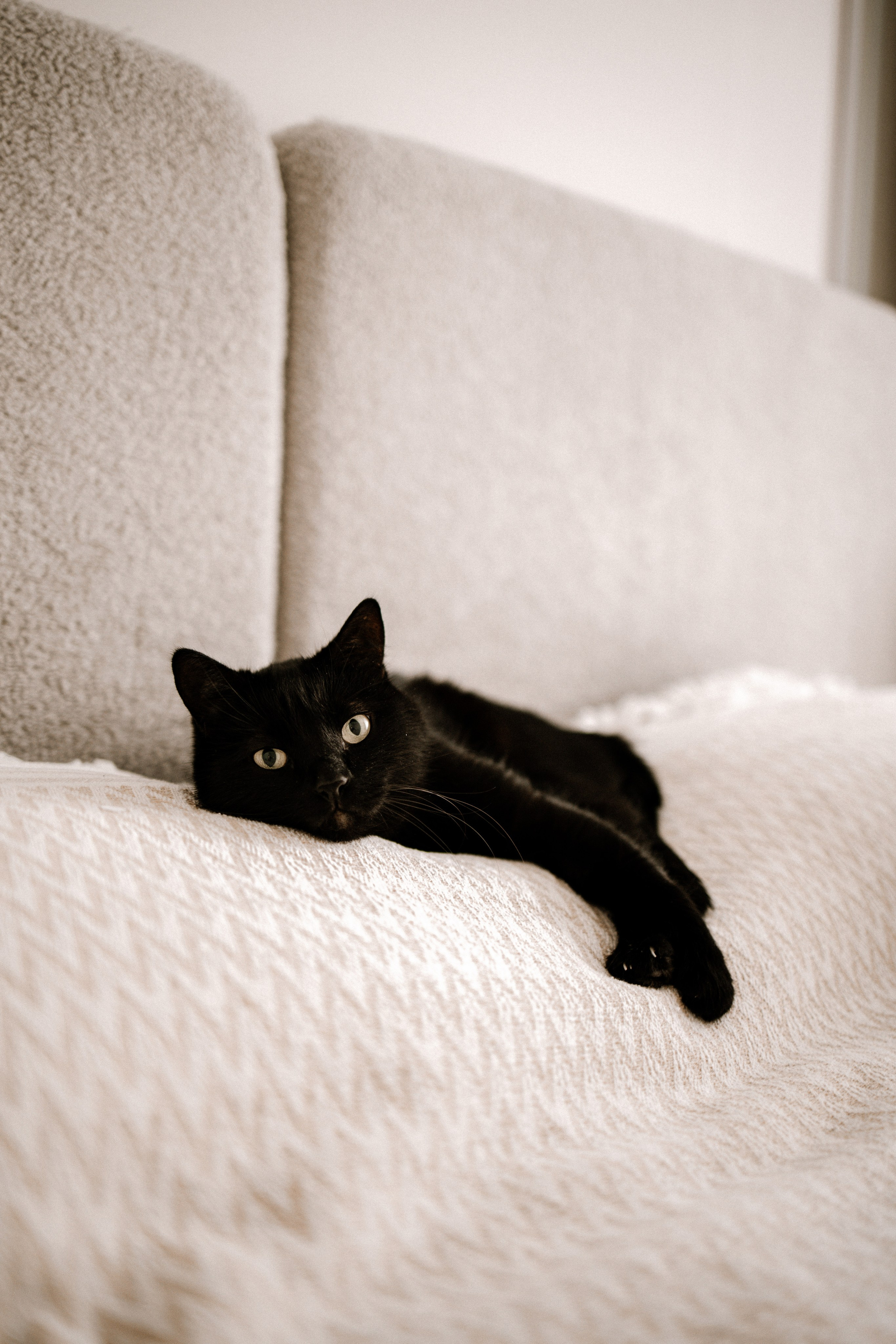 Питомцы. Семейный фотограф | Керчь | Ивановская Виктория