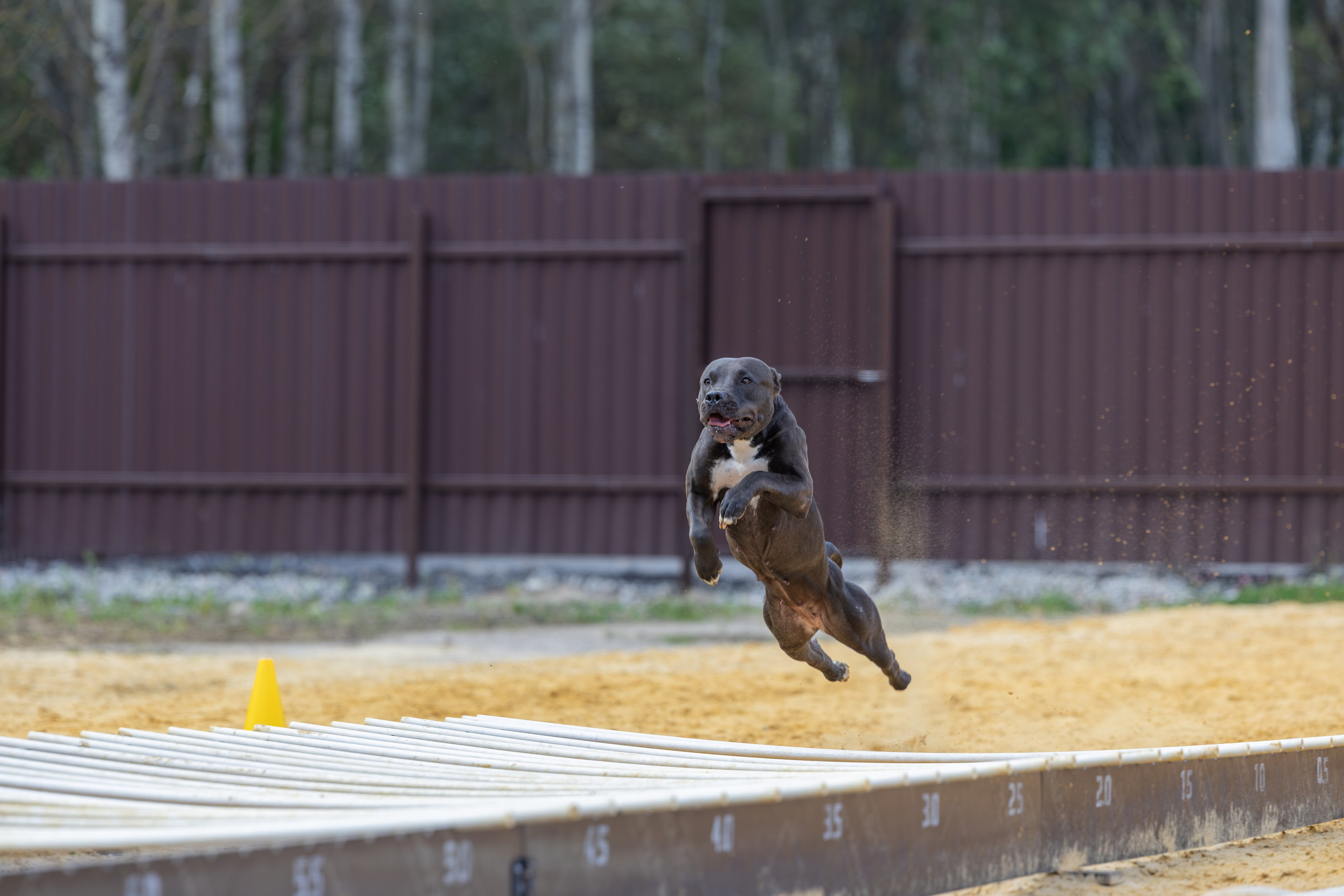 Jump'n'Gym. Виктория Михайловская. Фотограф-анималист. Москва