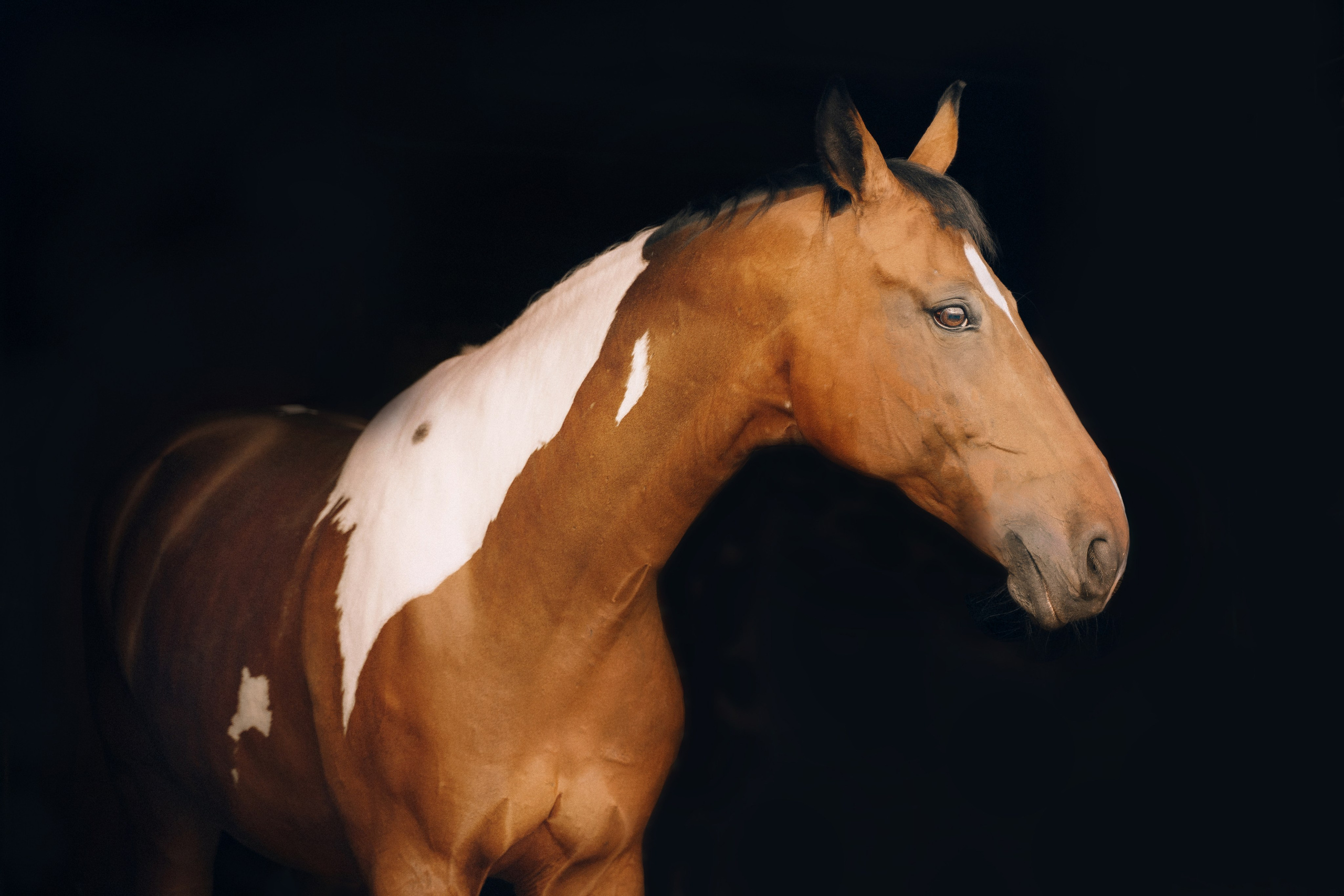 КСК Славино. Фотограф-анималист, портретный фотограф в Чебоксарах Мария Садыкова