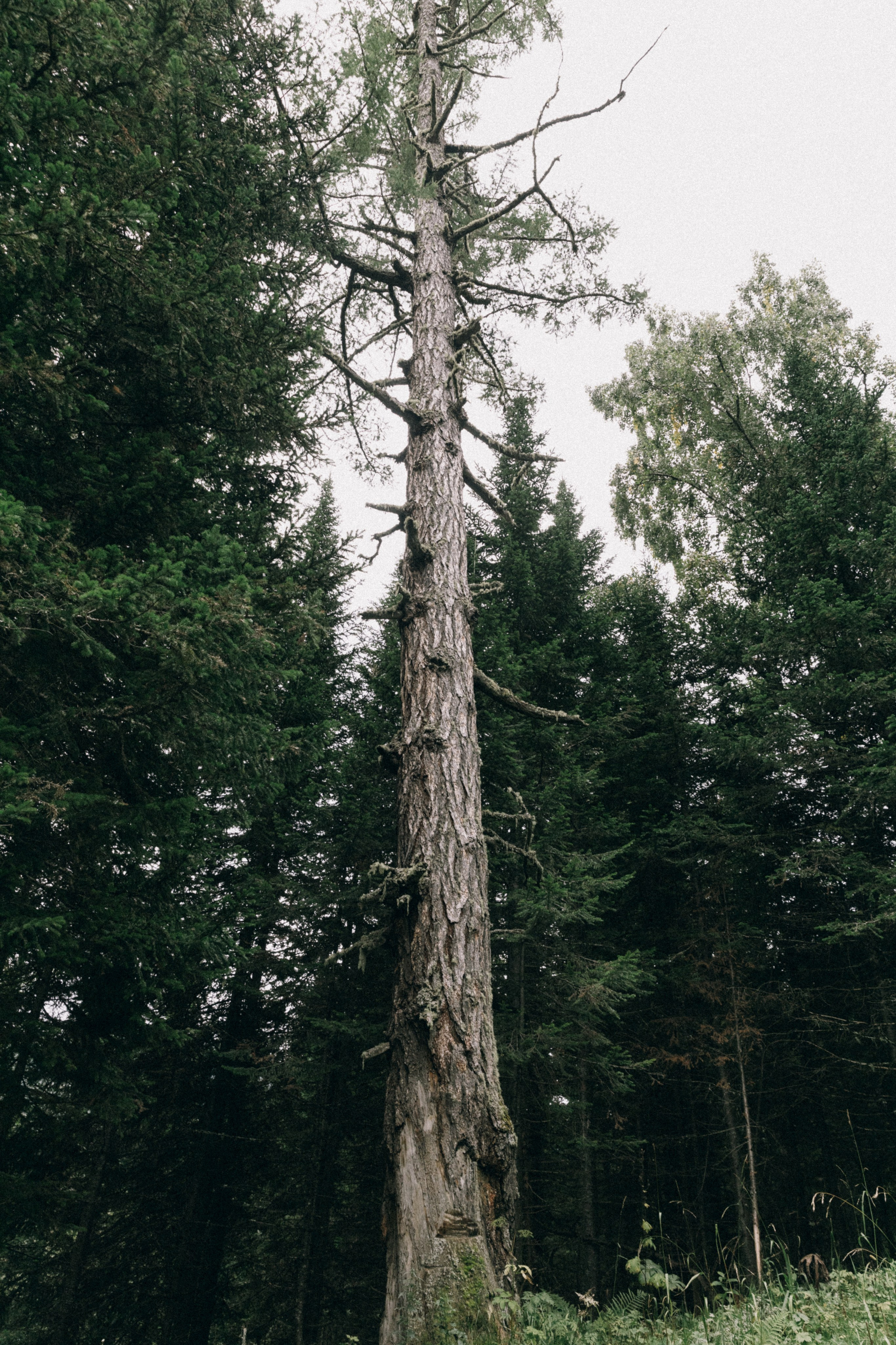 Алтай, природа и эстетика. Александр Чернин. Семейный и событийный фотограф