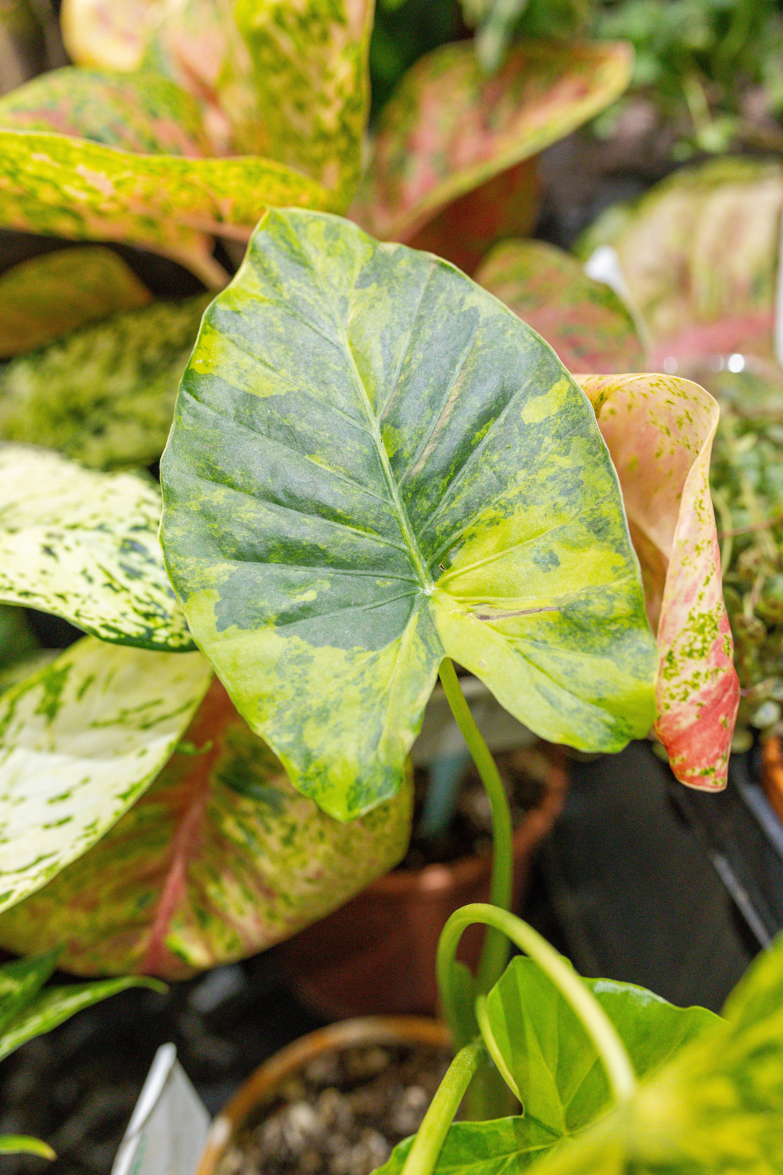 Орхидиум 12.2025. Александра Куликова фотограф, Москва