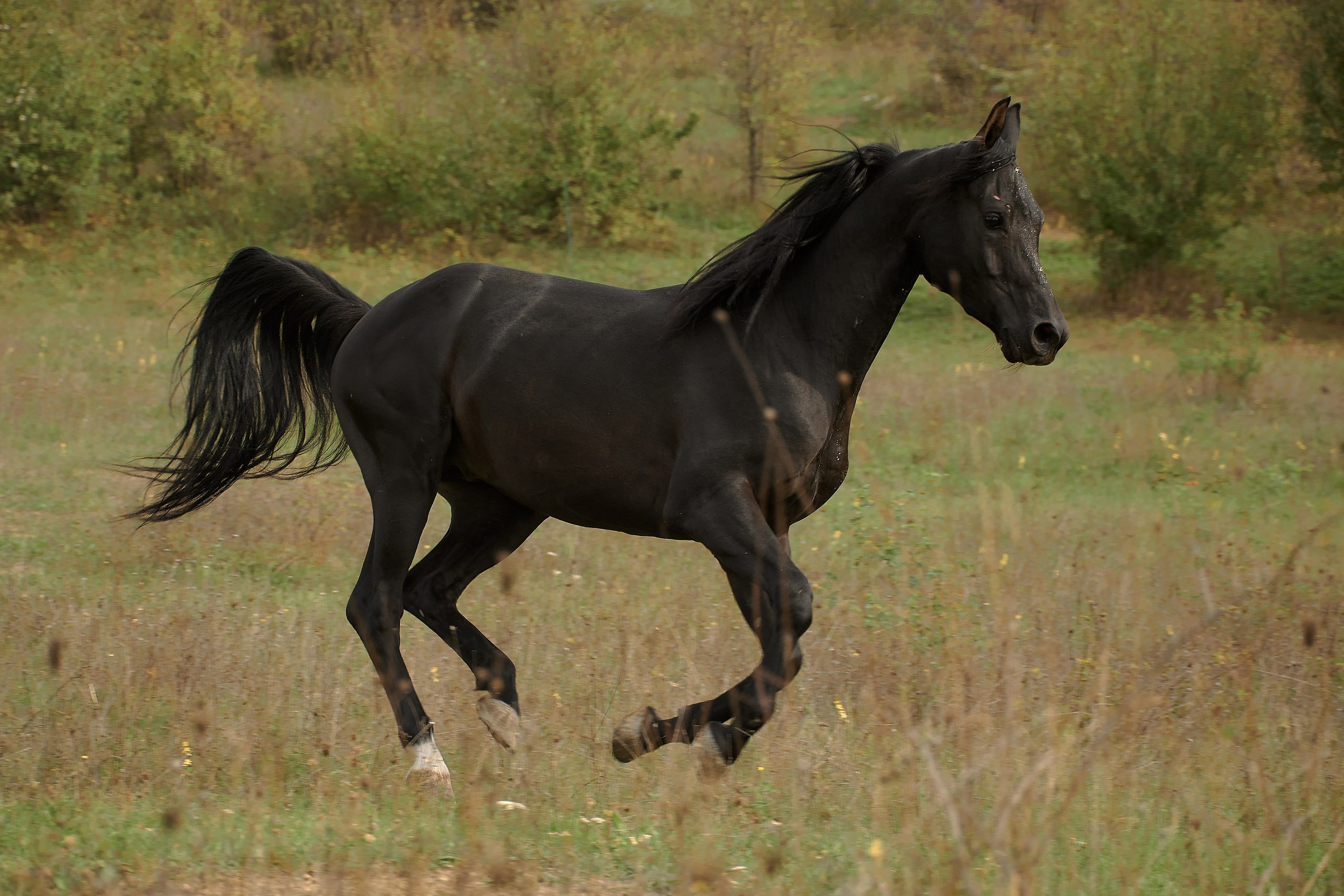 Харакс. Фотограф в Севастополе