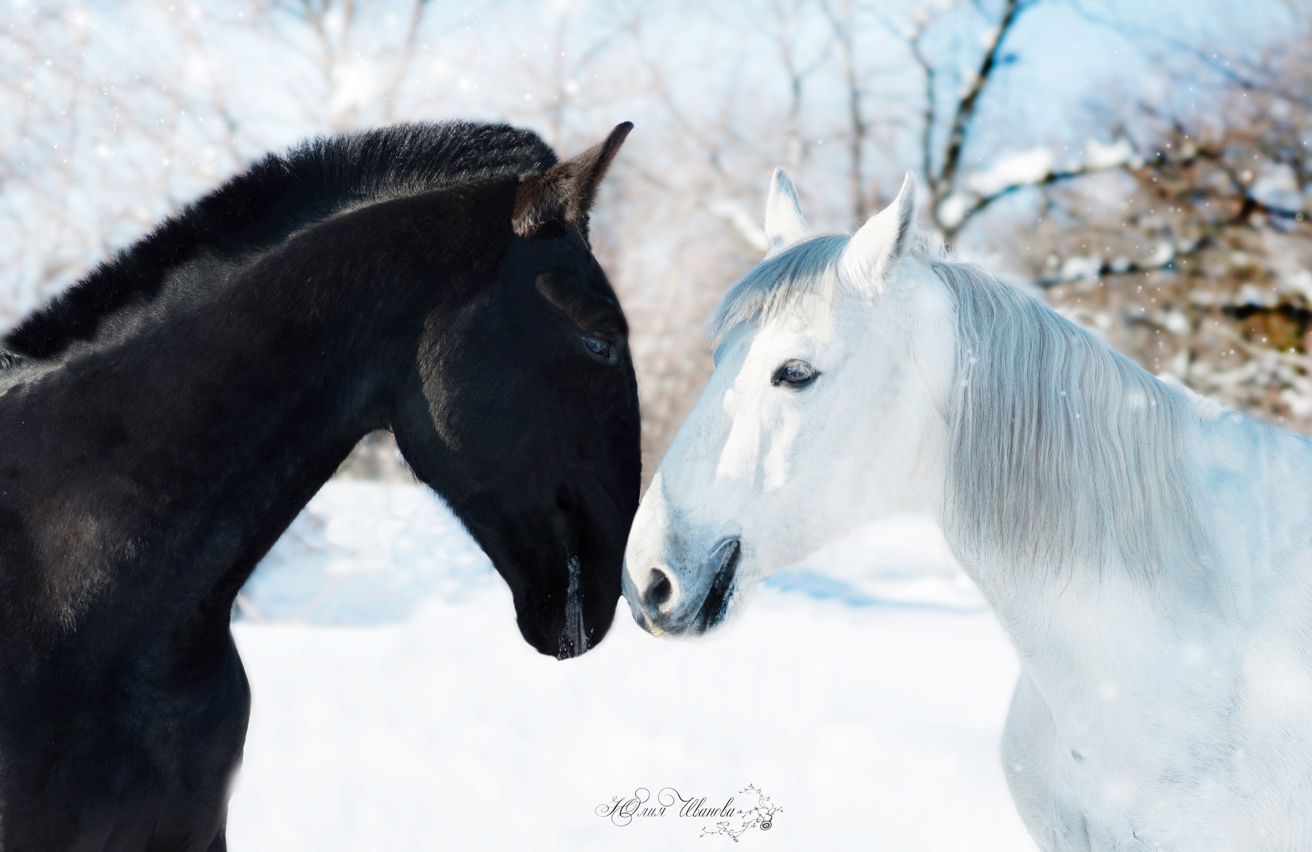 Лошади. Конный фотограф в Саратове Юлия Иванова