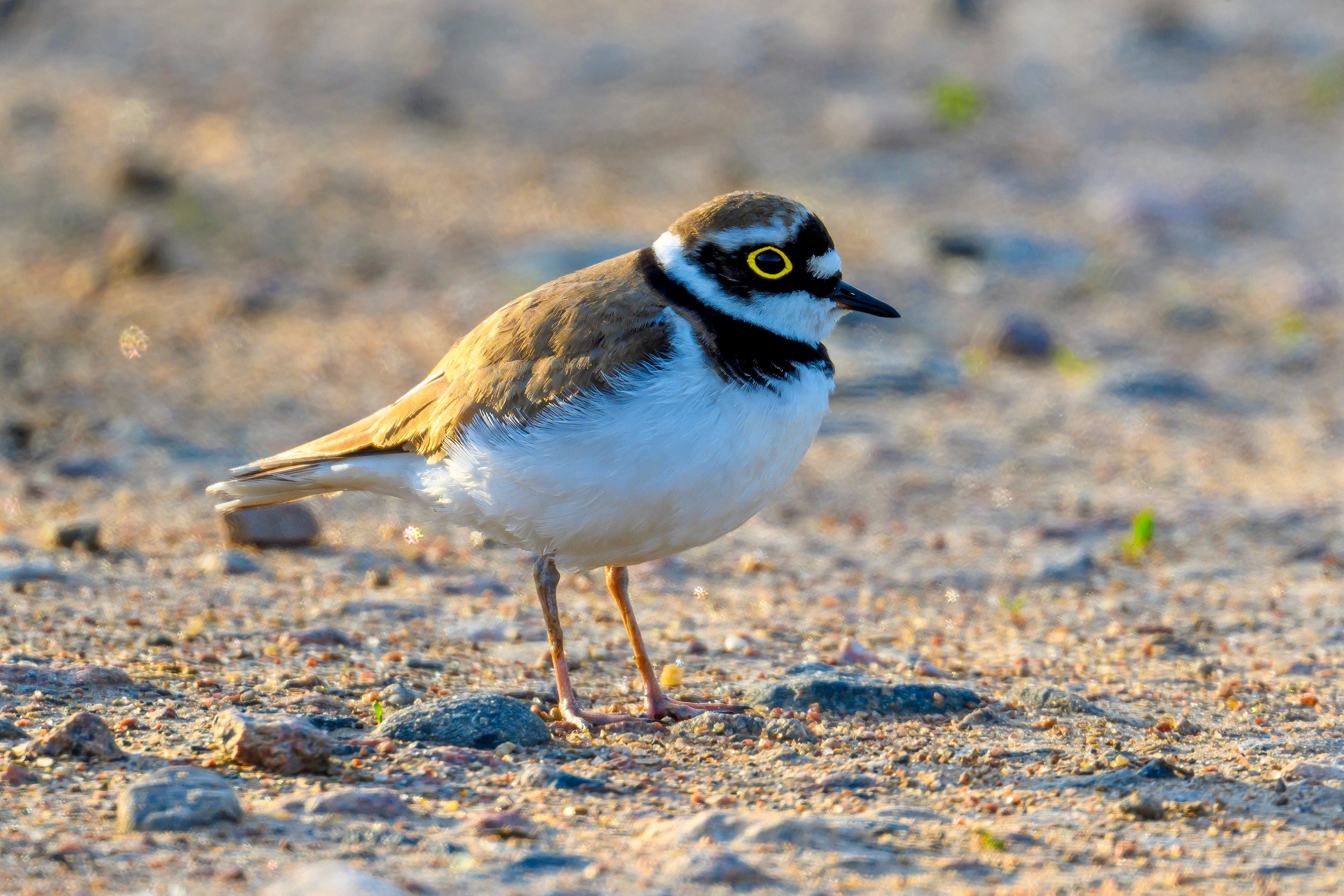 Коростель. Видеозарисовка. Wildlife photography by Sergey Puponin