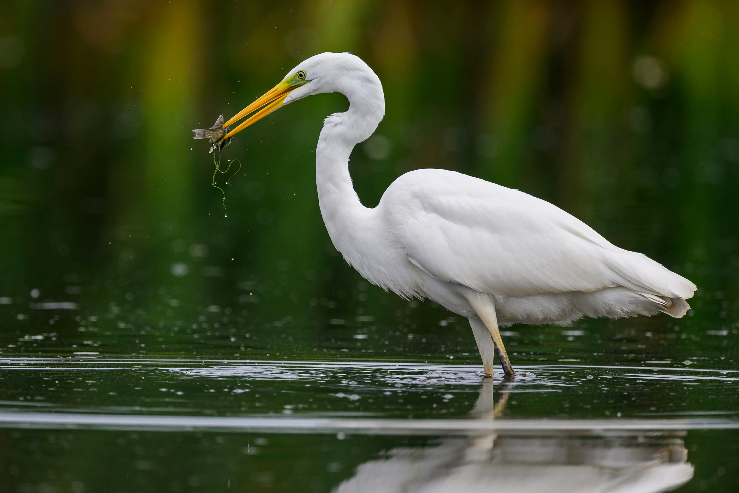 Цапли. Wildlife photography by Sergey Puponin