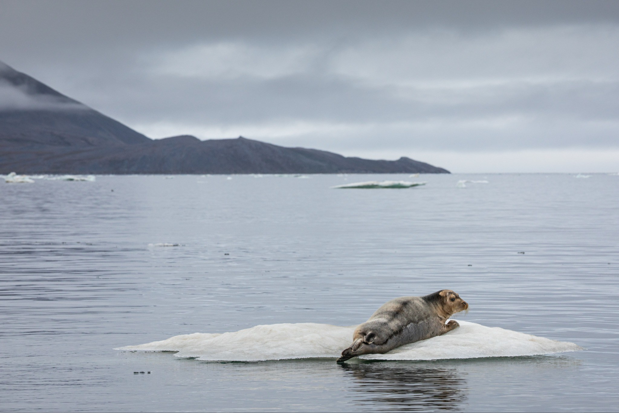 Чукотский морской заяц на отдыхе, Природа, Евгений Швец, Москва