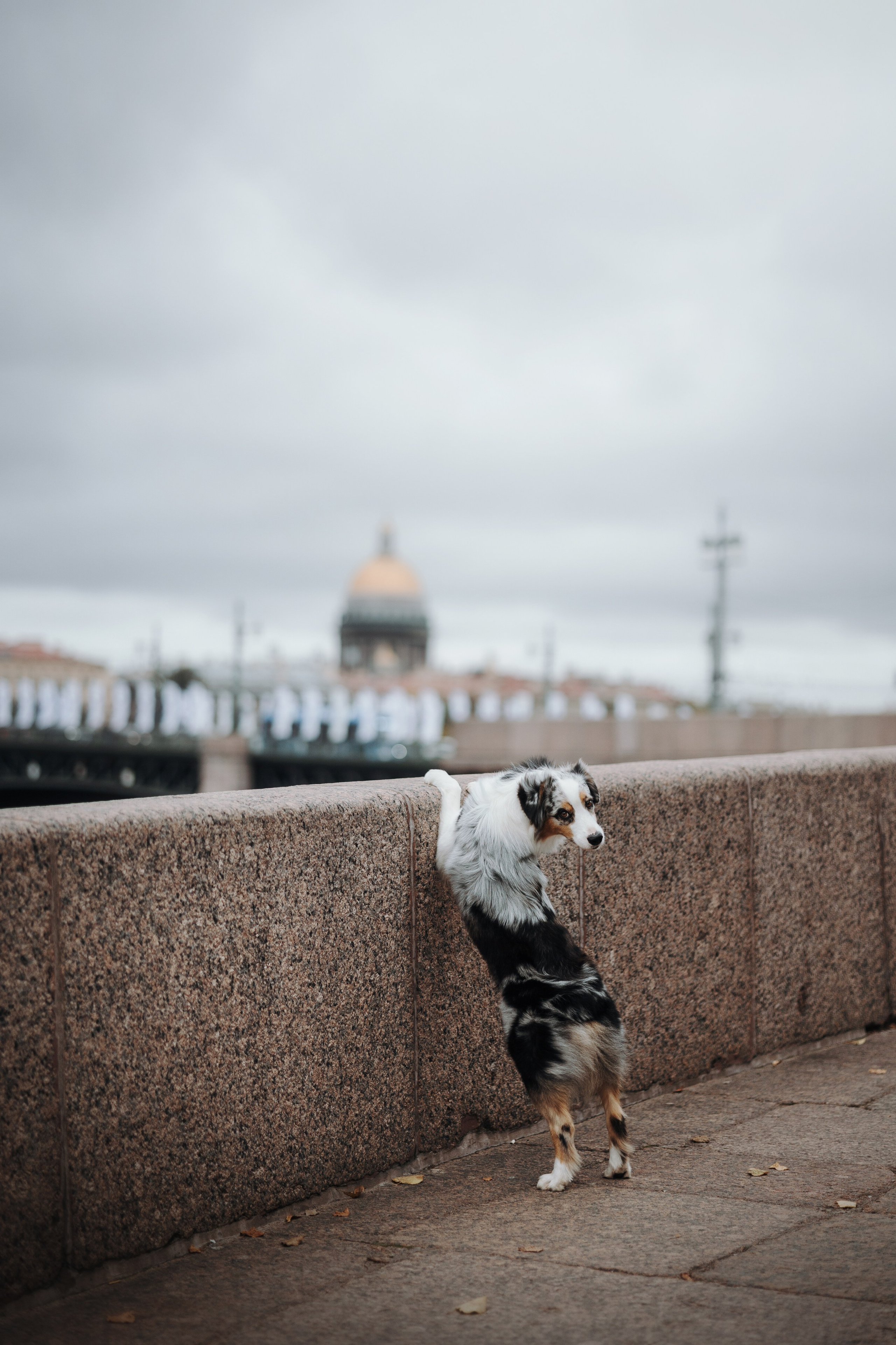 Ирина и Кайса. Фотограф — Анималист | Санкт-Петербург