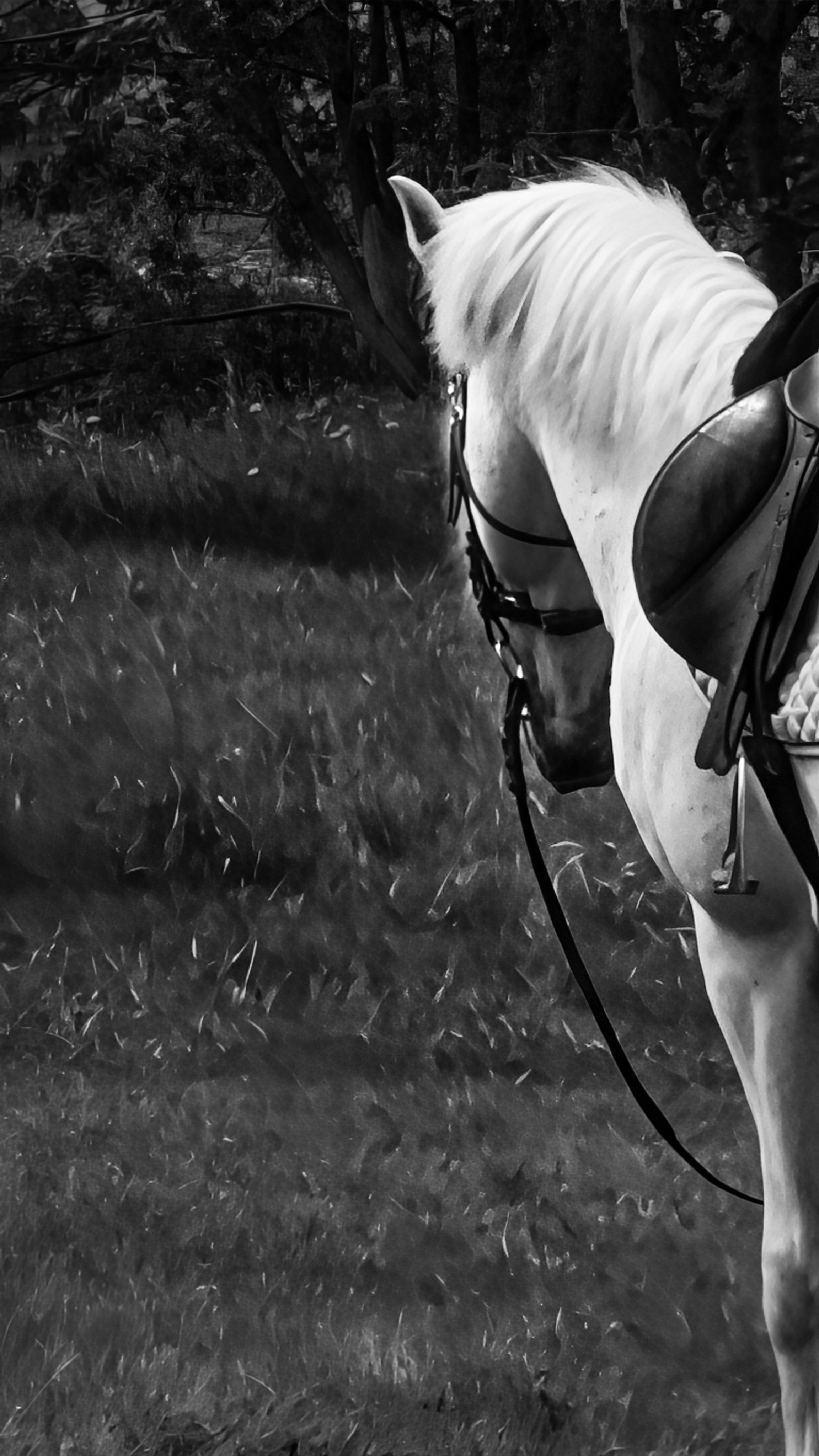 Красноярский ипподром. Открытие сезона 2025. Игорь Урывский. Фотограф Красноярск