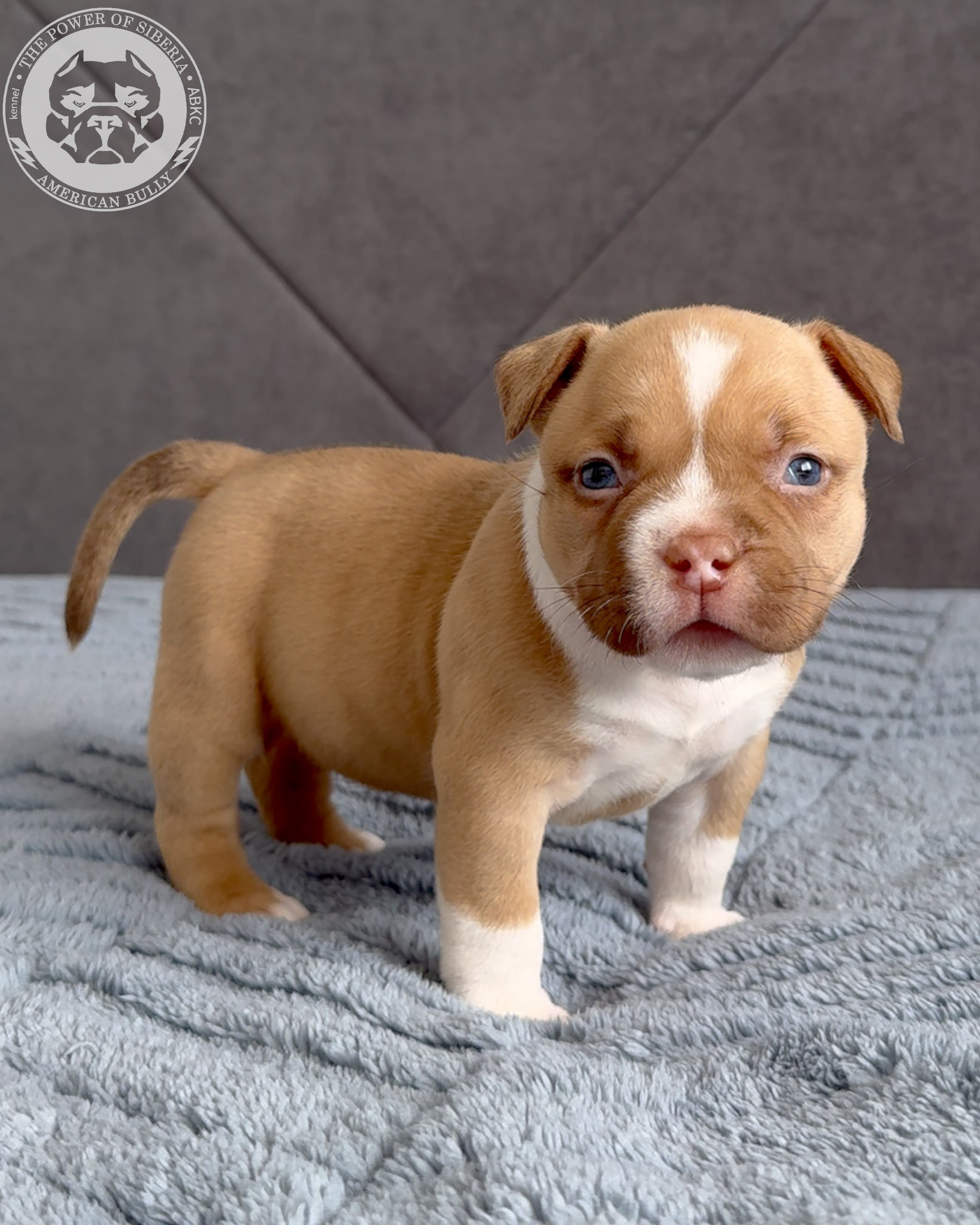 Свободные щенки Американский Булли, в типах покет, классик, стандарт. Американский Булли в г. Ростов-на-Дону. Питомник THE POWER OF SIBERIA