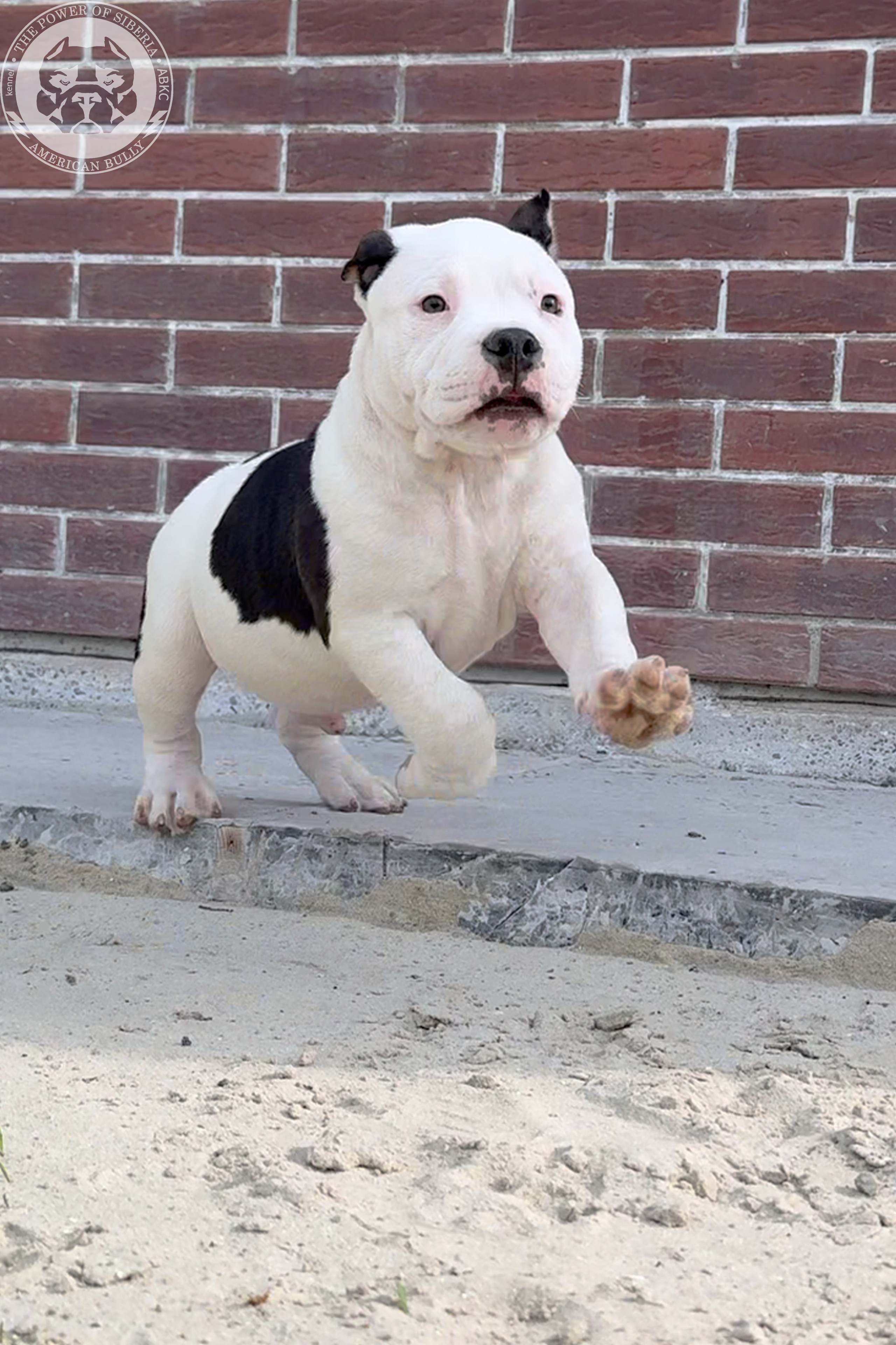 Свободные щенки Американский Булли, в типах покет, классик, стандарт. Американский Булли в г. Ростов-на-Дону. Питомник THE POWER OF SIBERIA