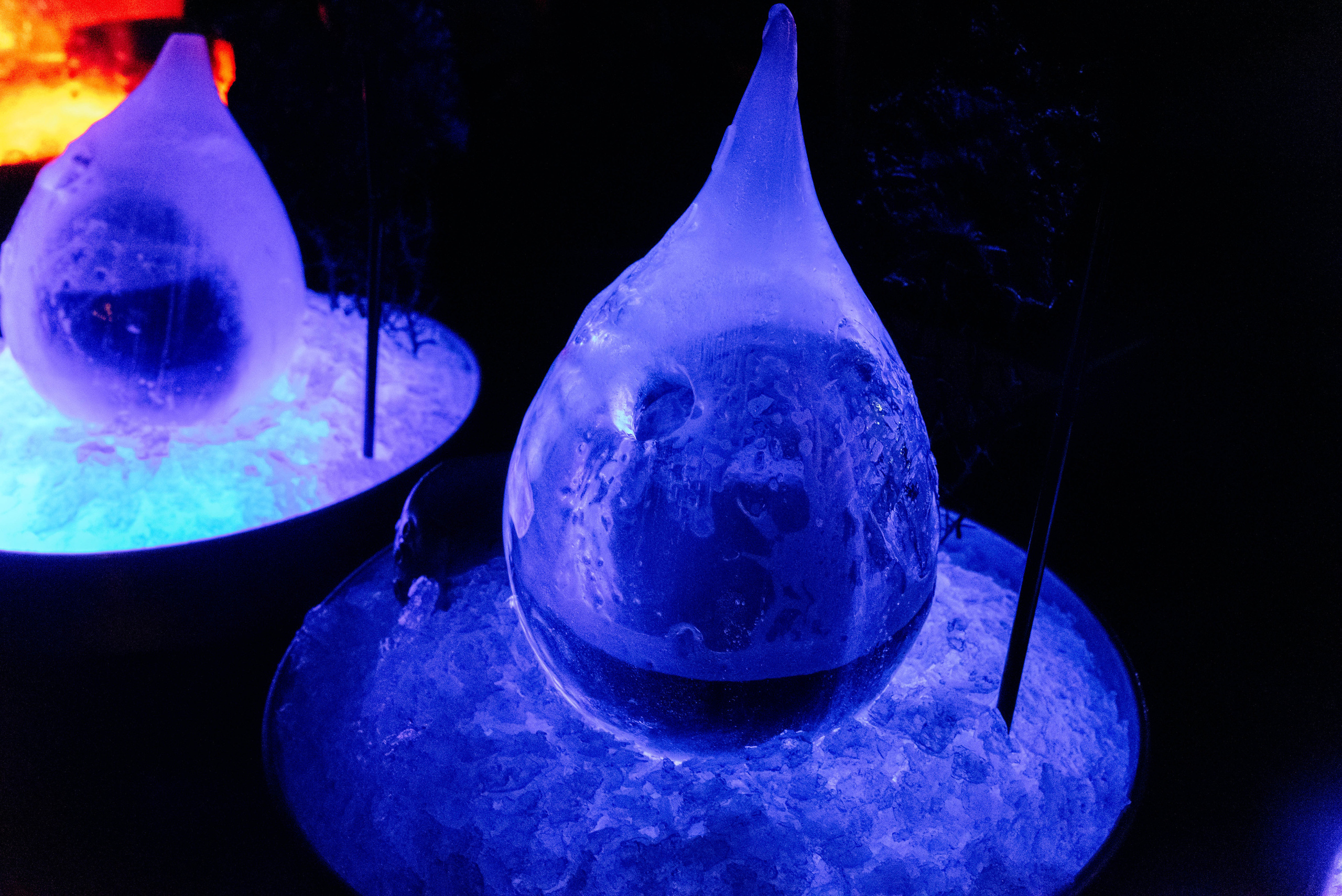 Птица. Ялта. Фотограф Москва Александра Клименко