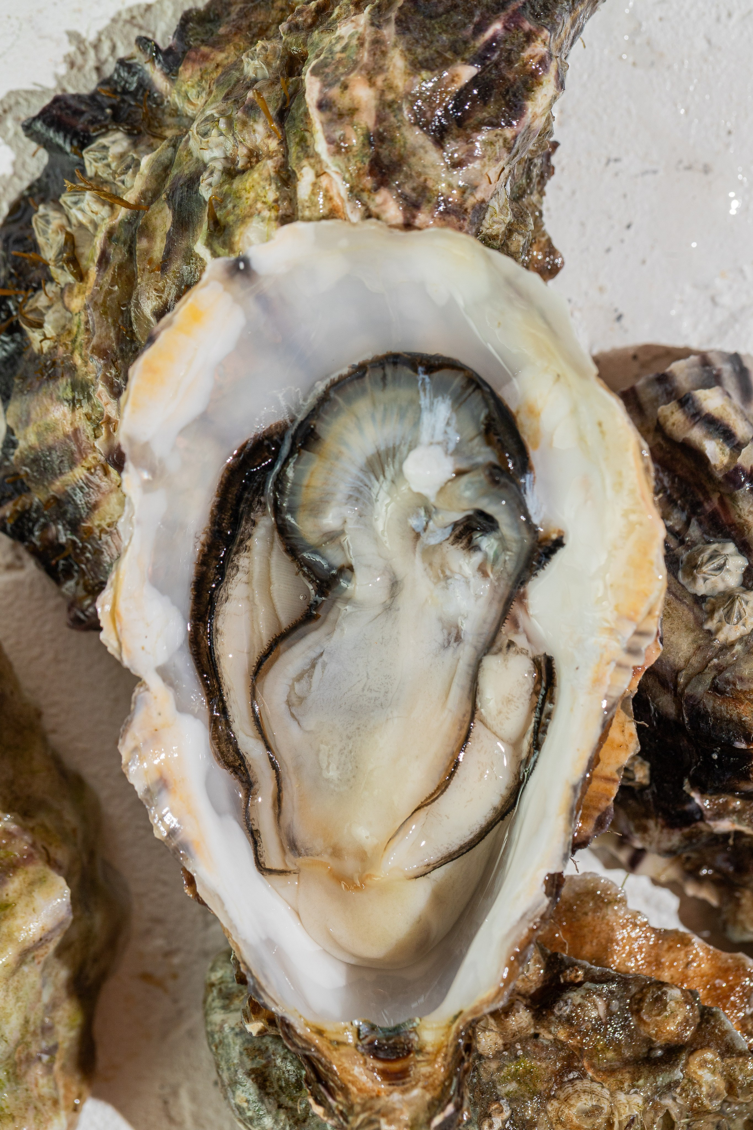 Fish Box. Краснов Максим фуд-фотограф, предметный фотограф, Москва