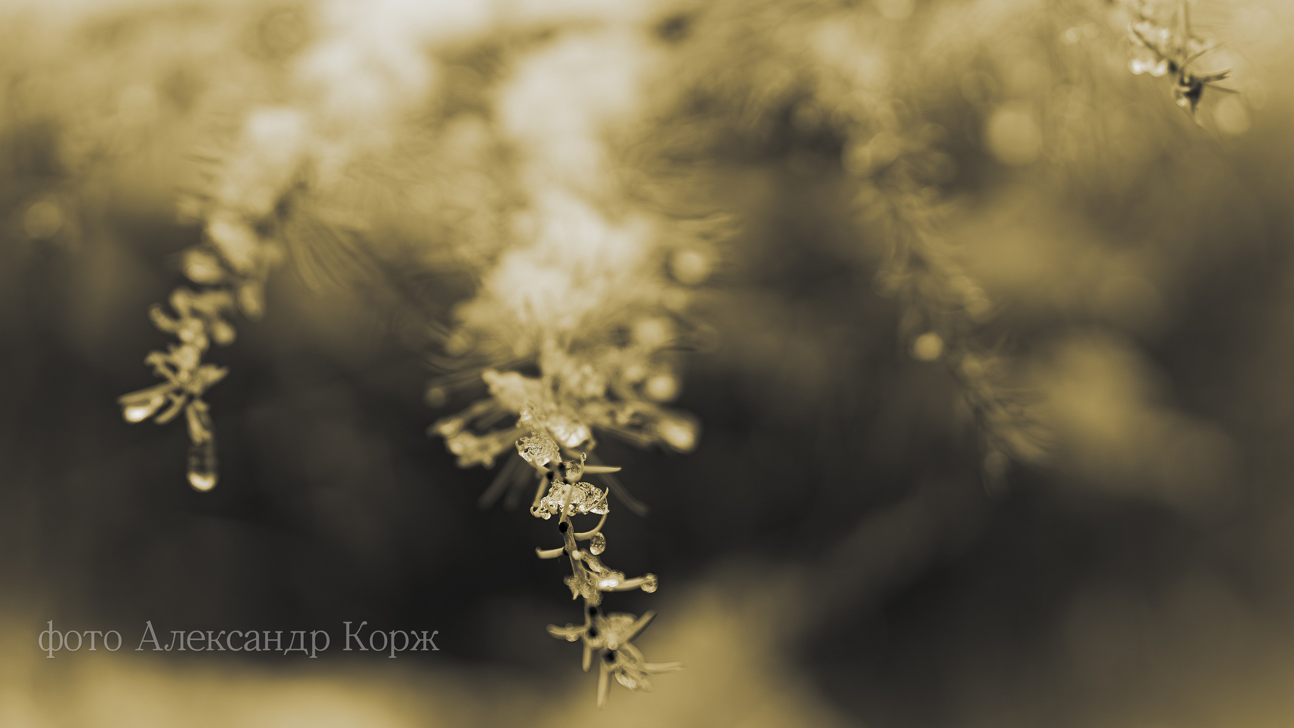 Золотая осень 2025. Айхал. Удачный. Мирный Якутия. Фотографии и видеосъемка, Айхал, Удачный, Якутия. Фотографии Айхал