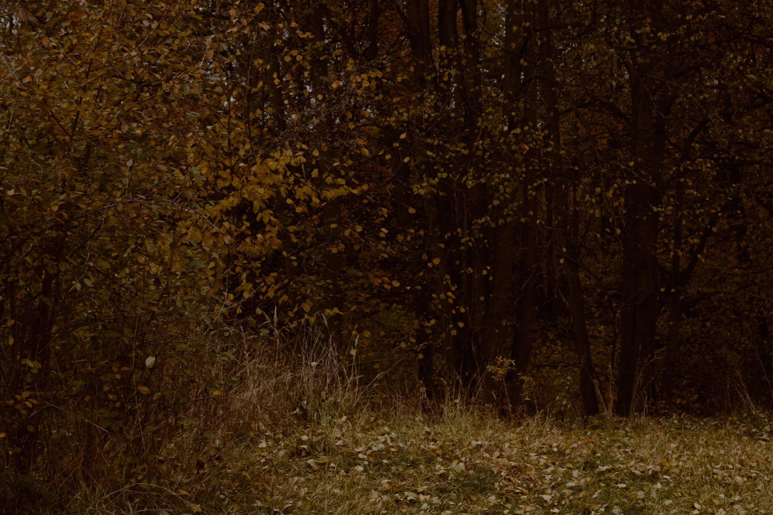 Юлия и Евгений. Фотограф лавстори Москва/МО Приятелева Ангелина