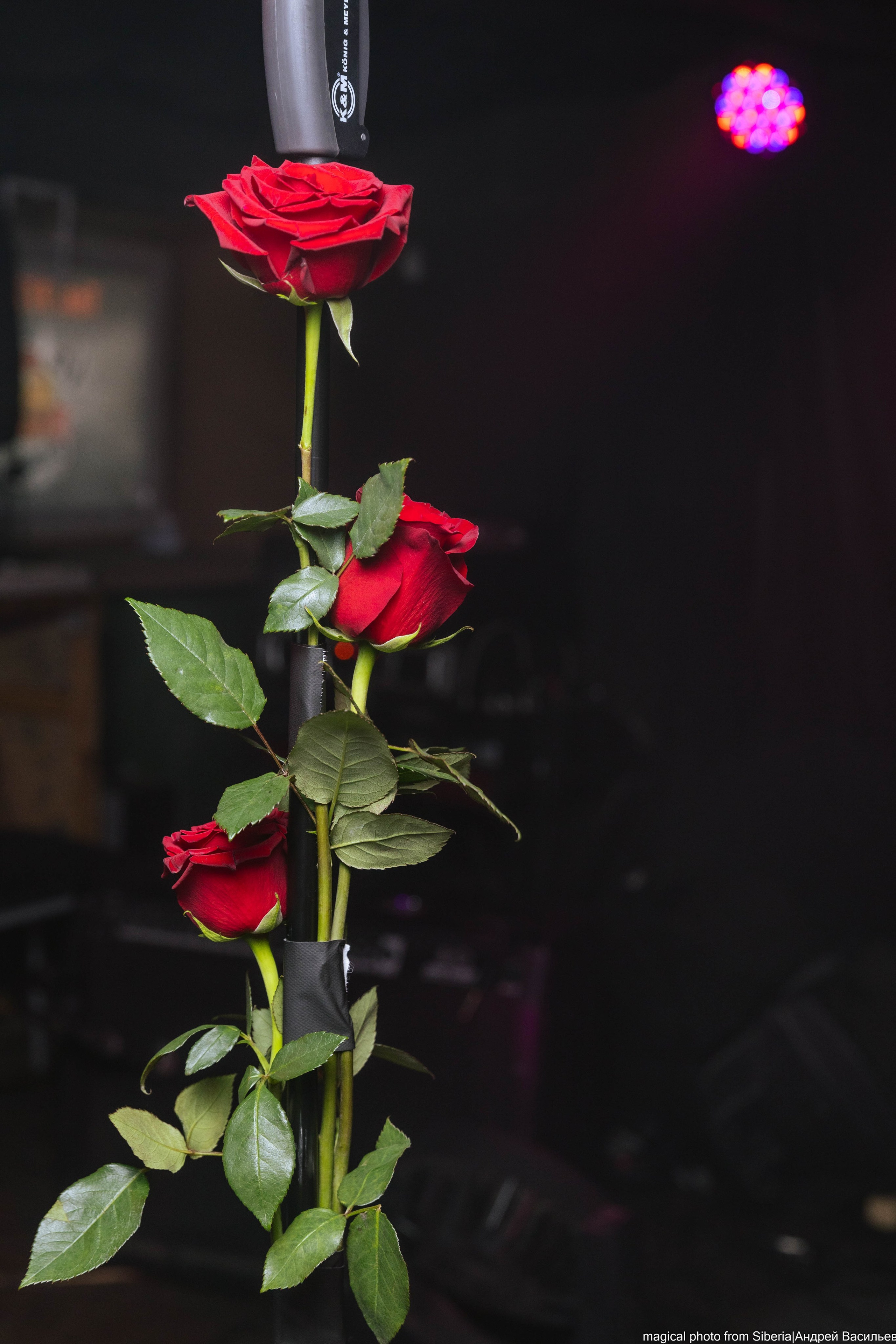 Playingtheangel. _Carpe diem_