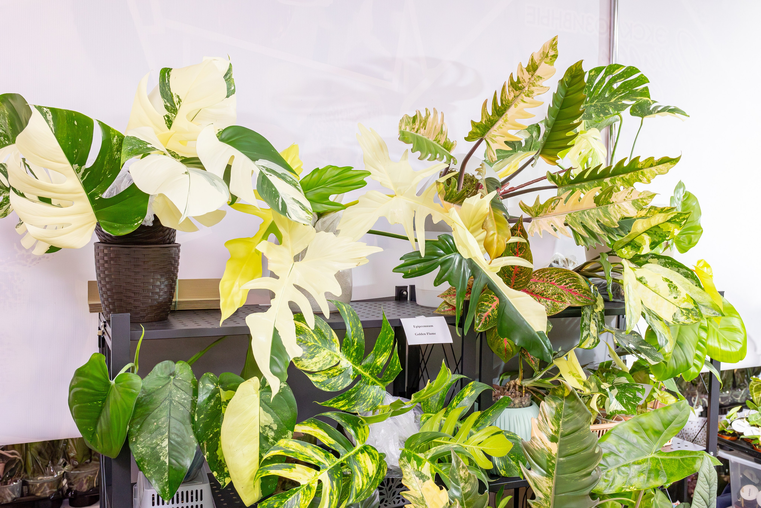 Орхидиум май 2025. Александра Куликова фотограф, Москва