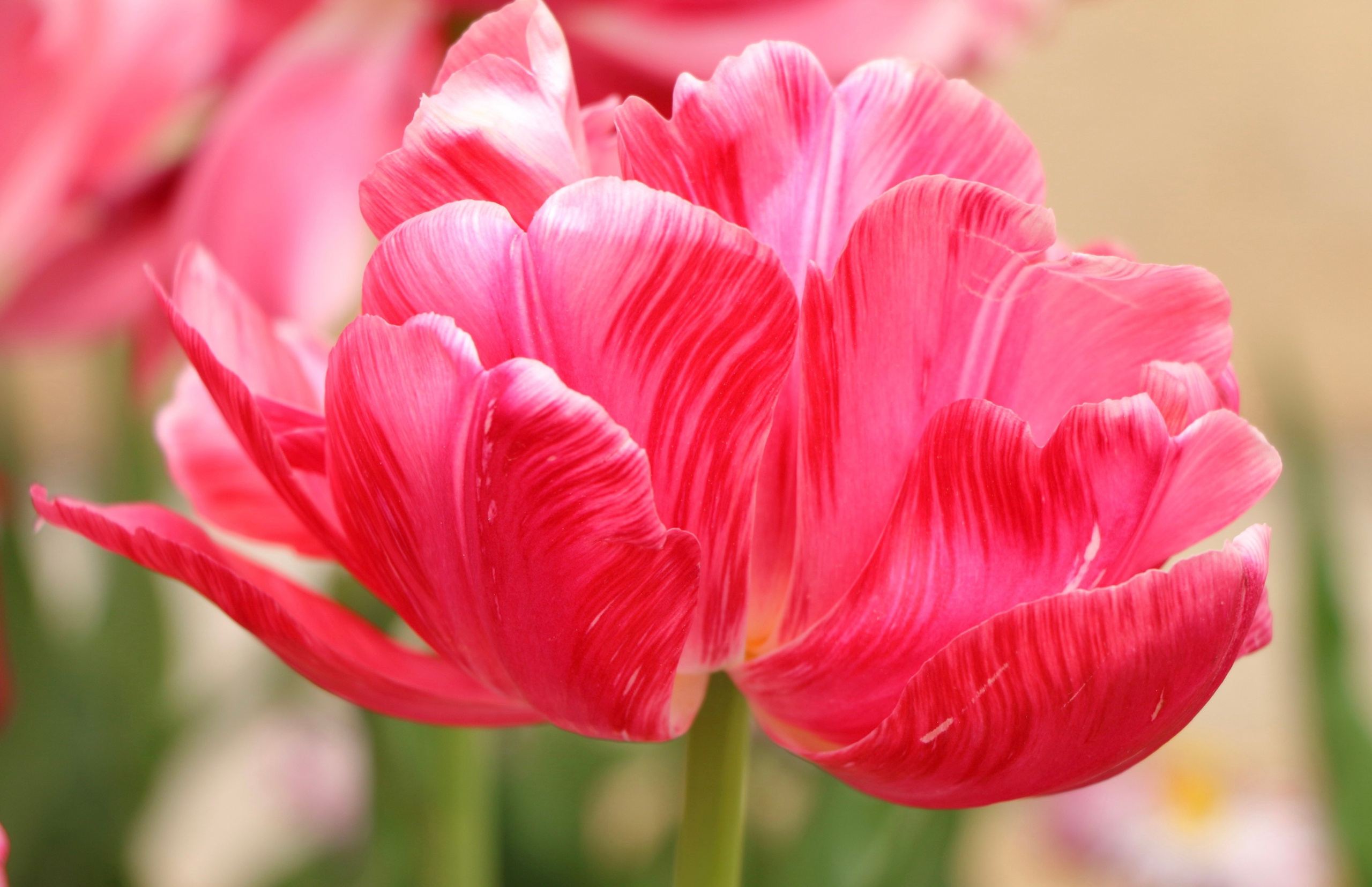 Природа. Семейный и детский фотограф в Ялте Ольга Солерина