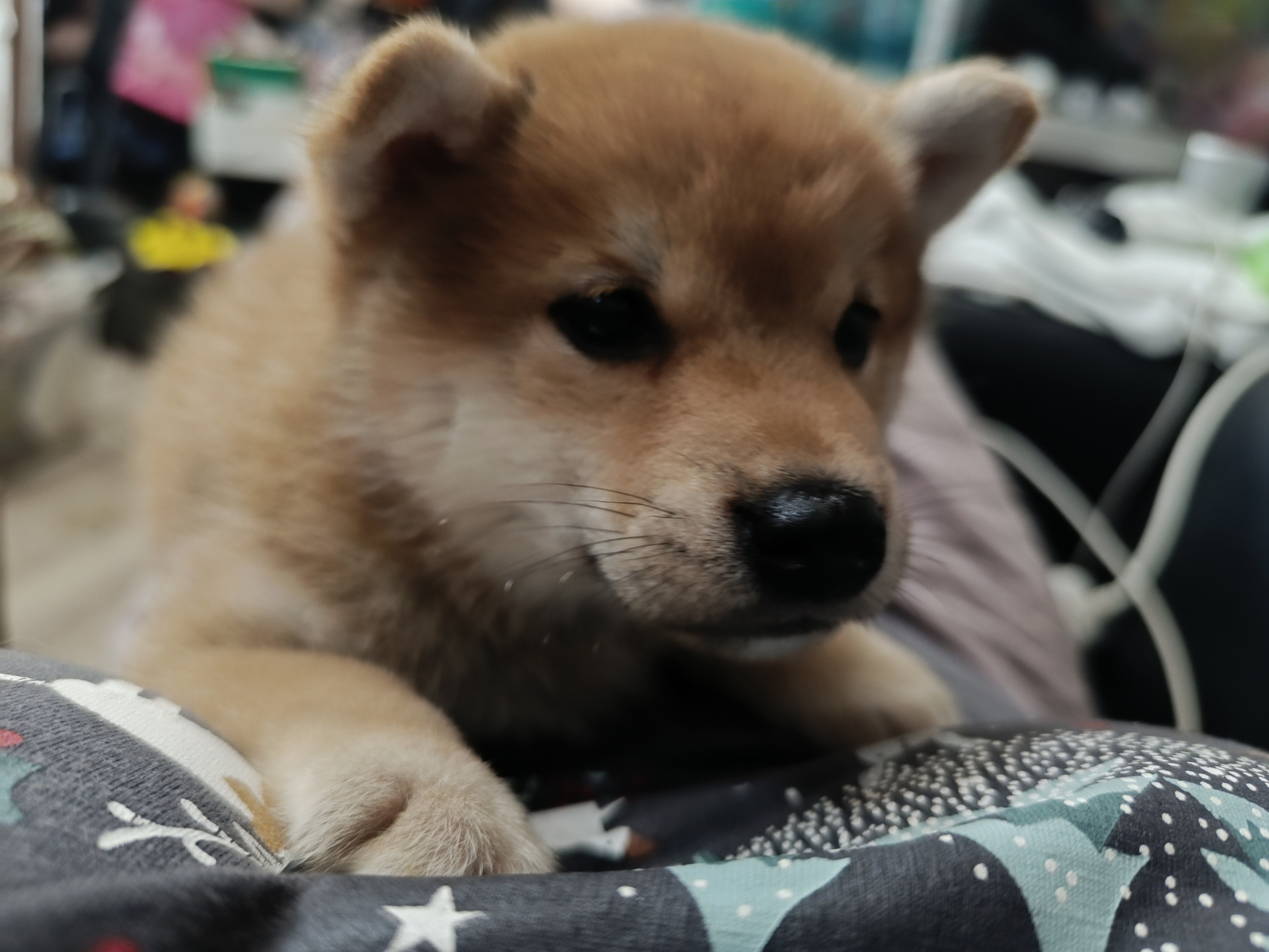 сиба питомник Рубилайт щенки на продажу rubylight  сиба щенки купить СПб Санкт-Петербург 