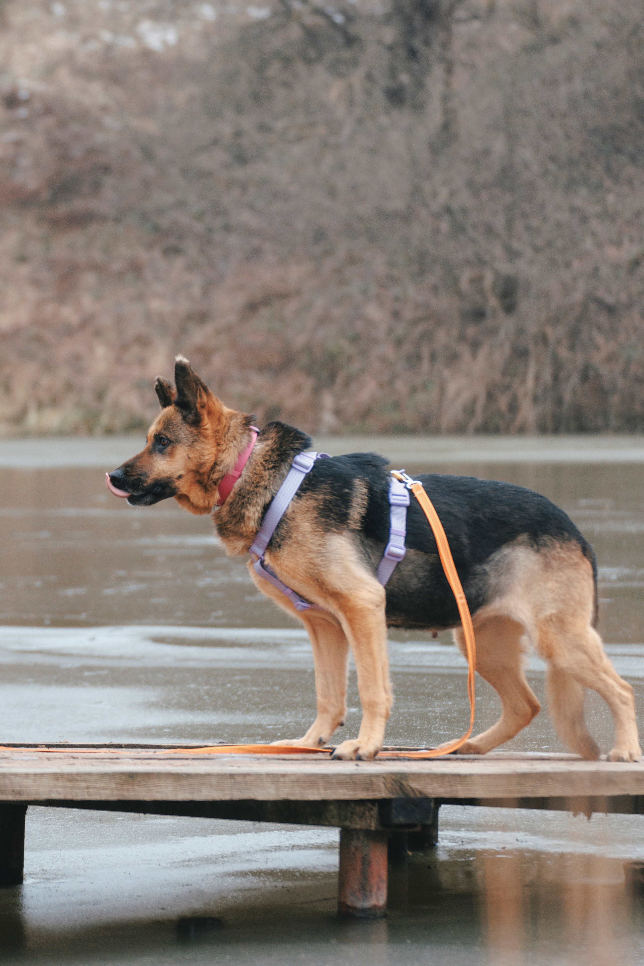 В поисках дома. Стас Соболь, фотограф анималист, репортажник, Москва