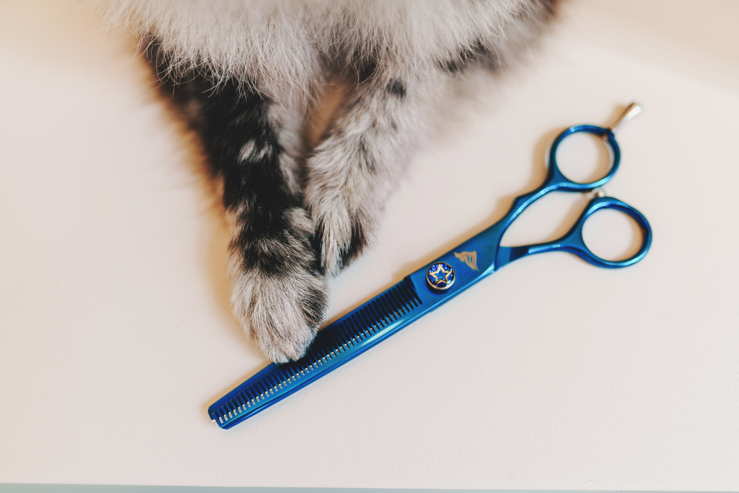 Груминг-салон. Фотограф анималист Осипчикова Мария