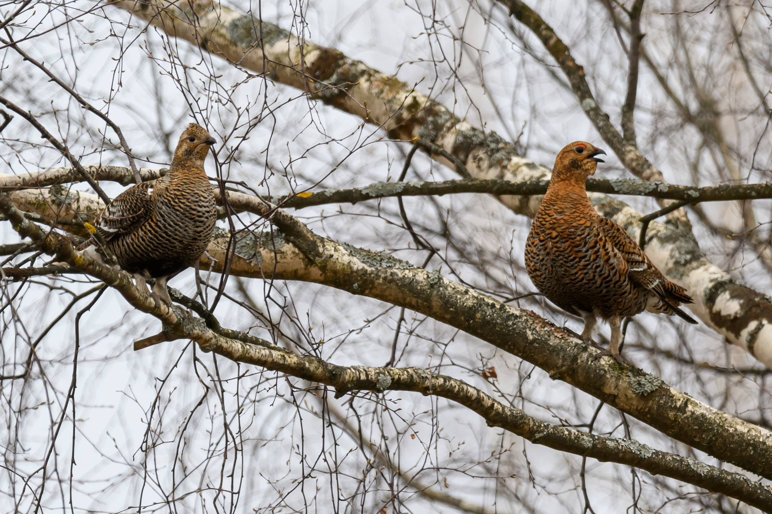 Бобр и куропатки. Wildlife photography by Sergey Puponin