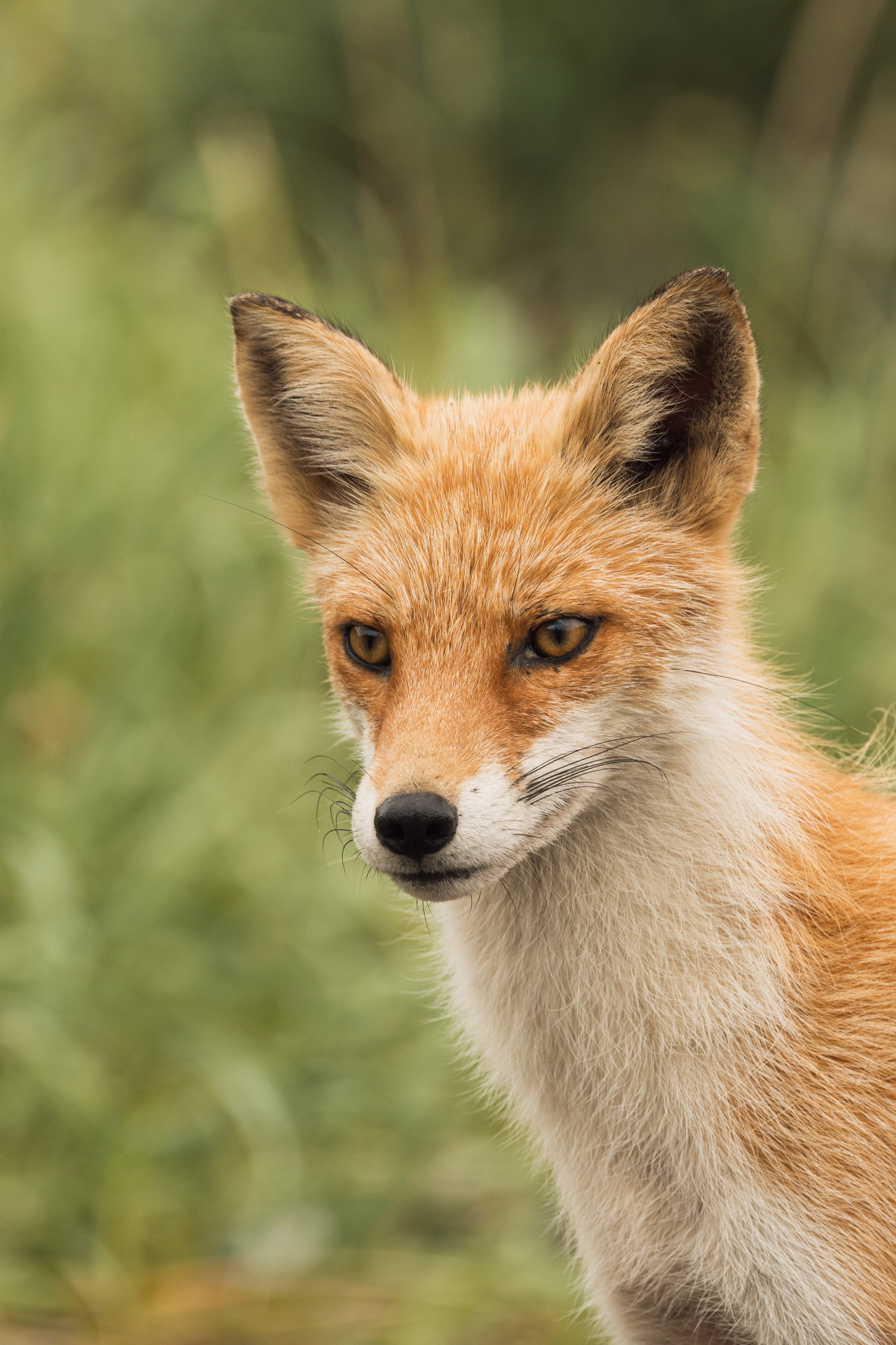 Портфолио. Andrew Gusarov Nature Photography