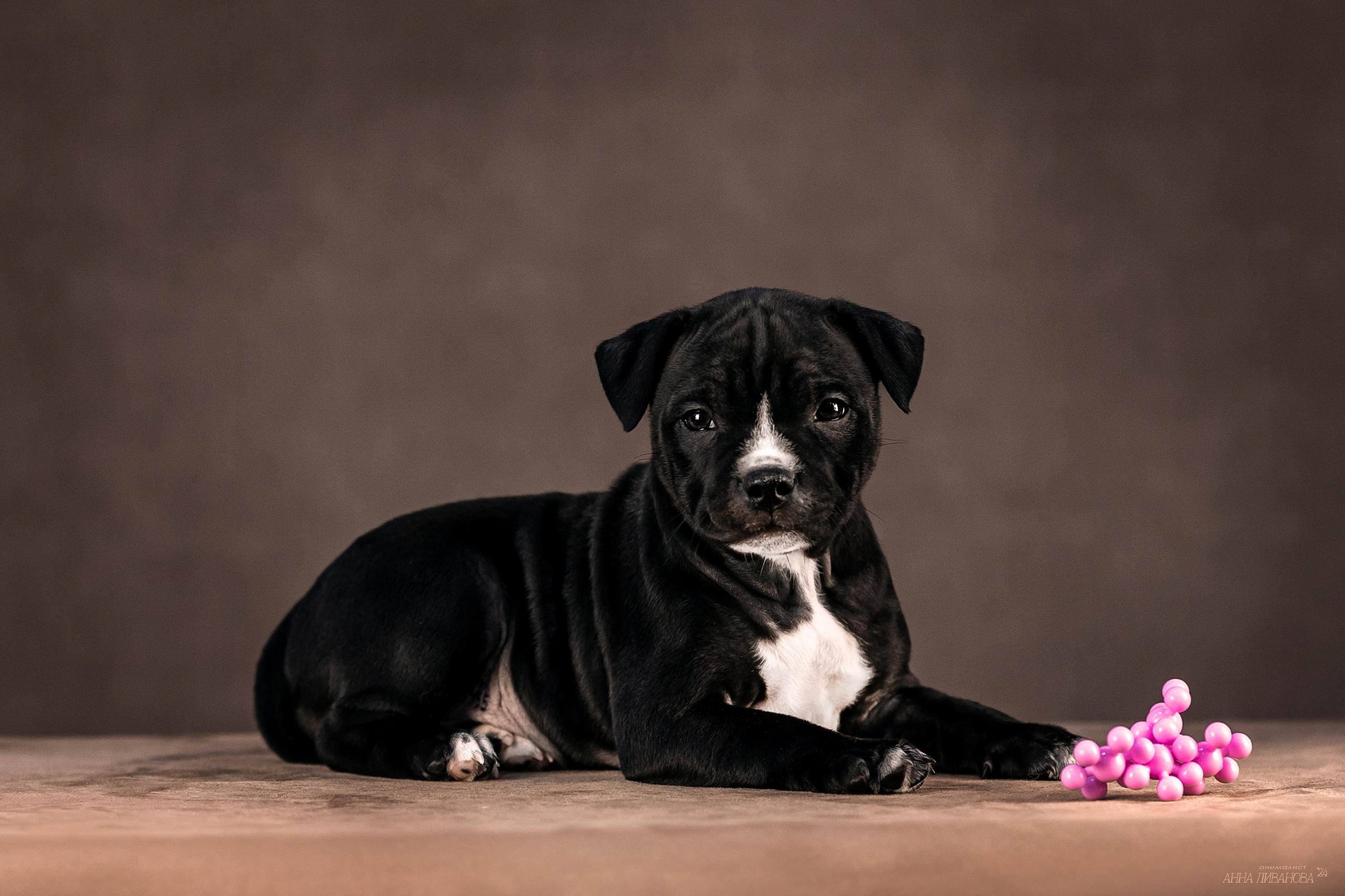 Стаффи. Фотограф анималист Аня Ливанова | Рыбинск