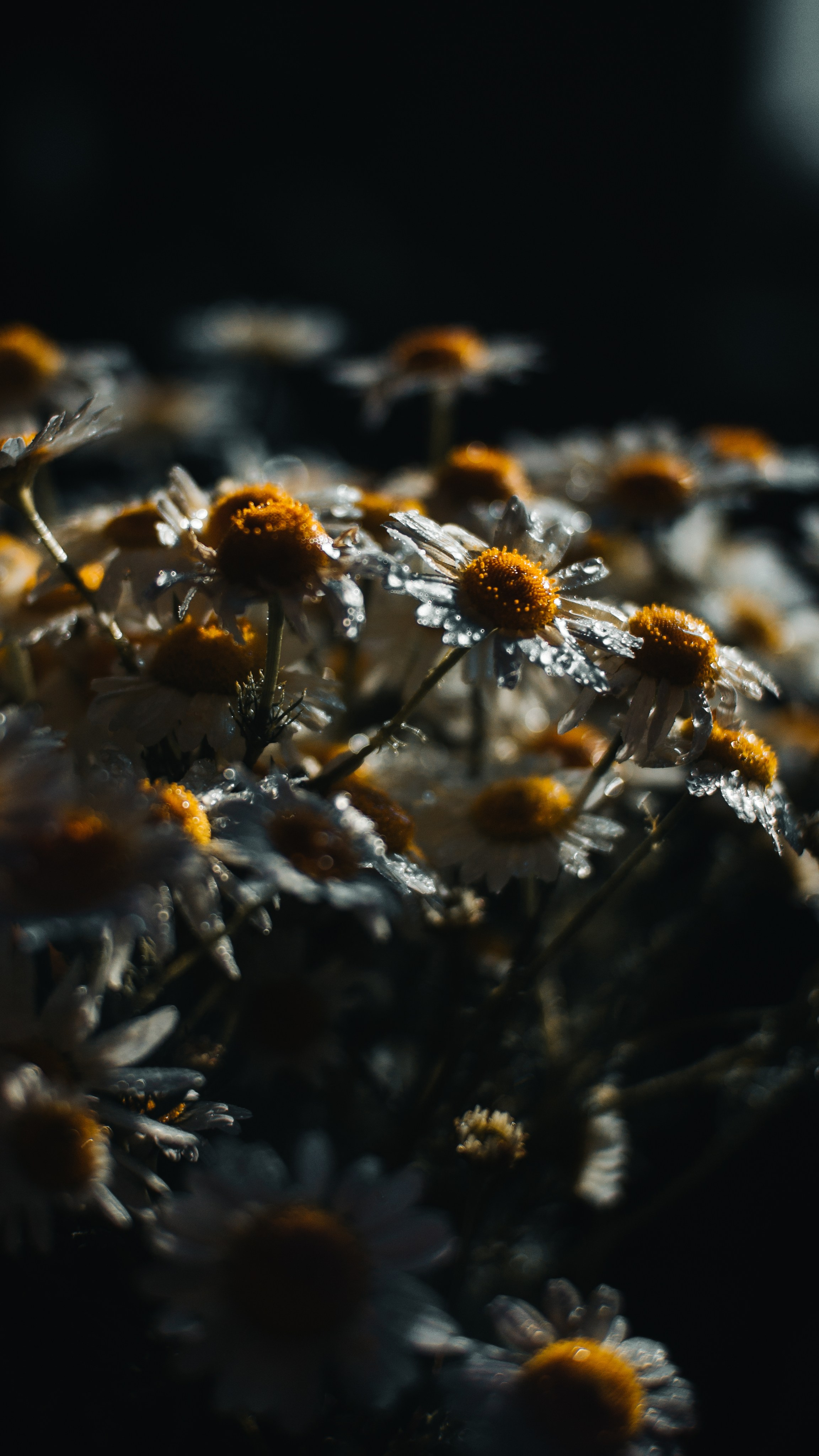 Wallpapers. Фотограф Казань