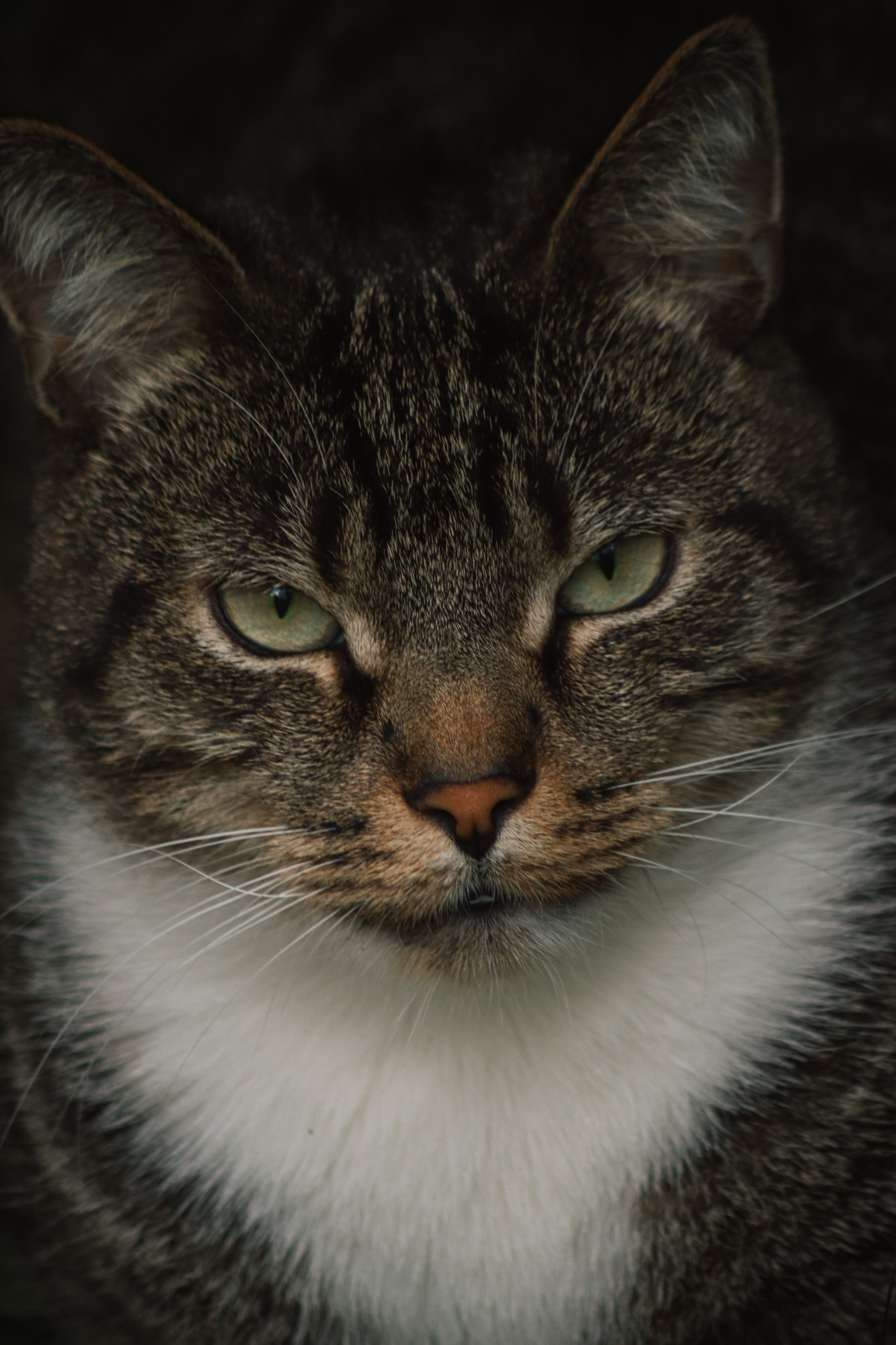 Р А З Н Ы Е — К О Т Ы. — Digital Noise —