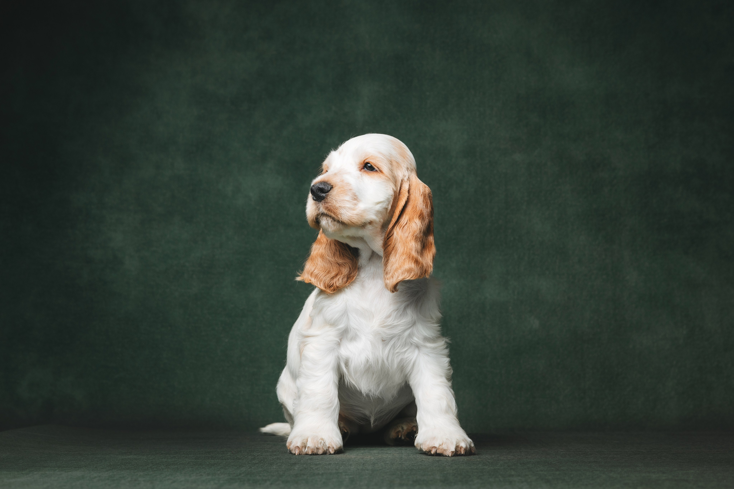 Английские коккер-спаниели. Фотограф анималист Осипчикова Мария