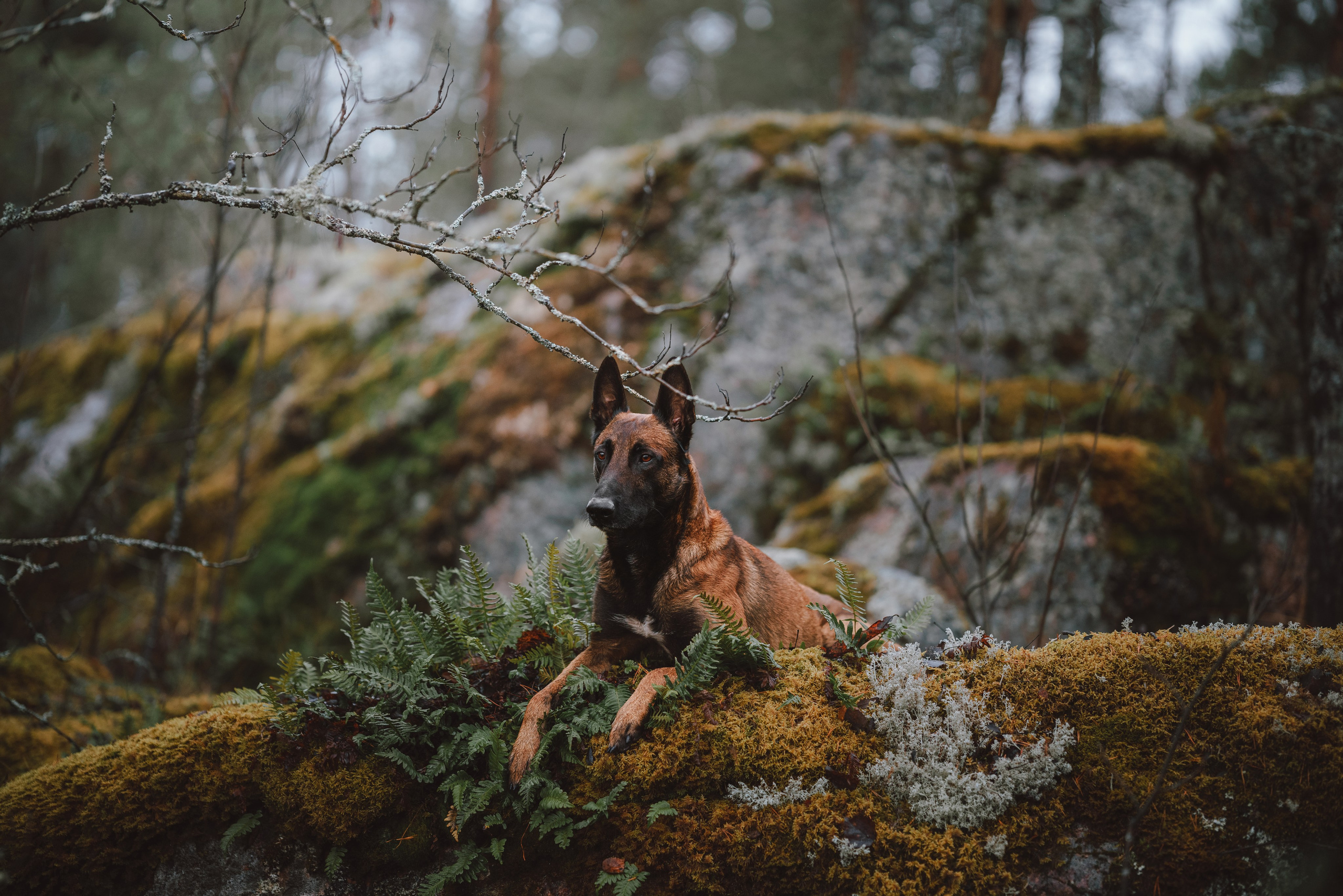 Раш. Фотограф анималист Осипчикова Мария