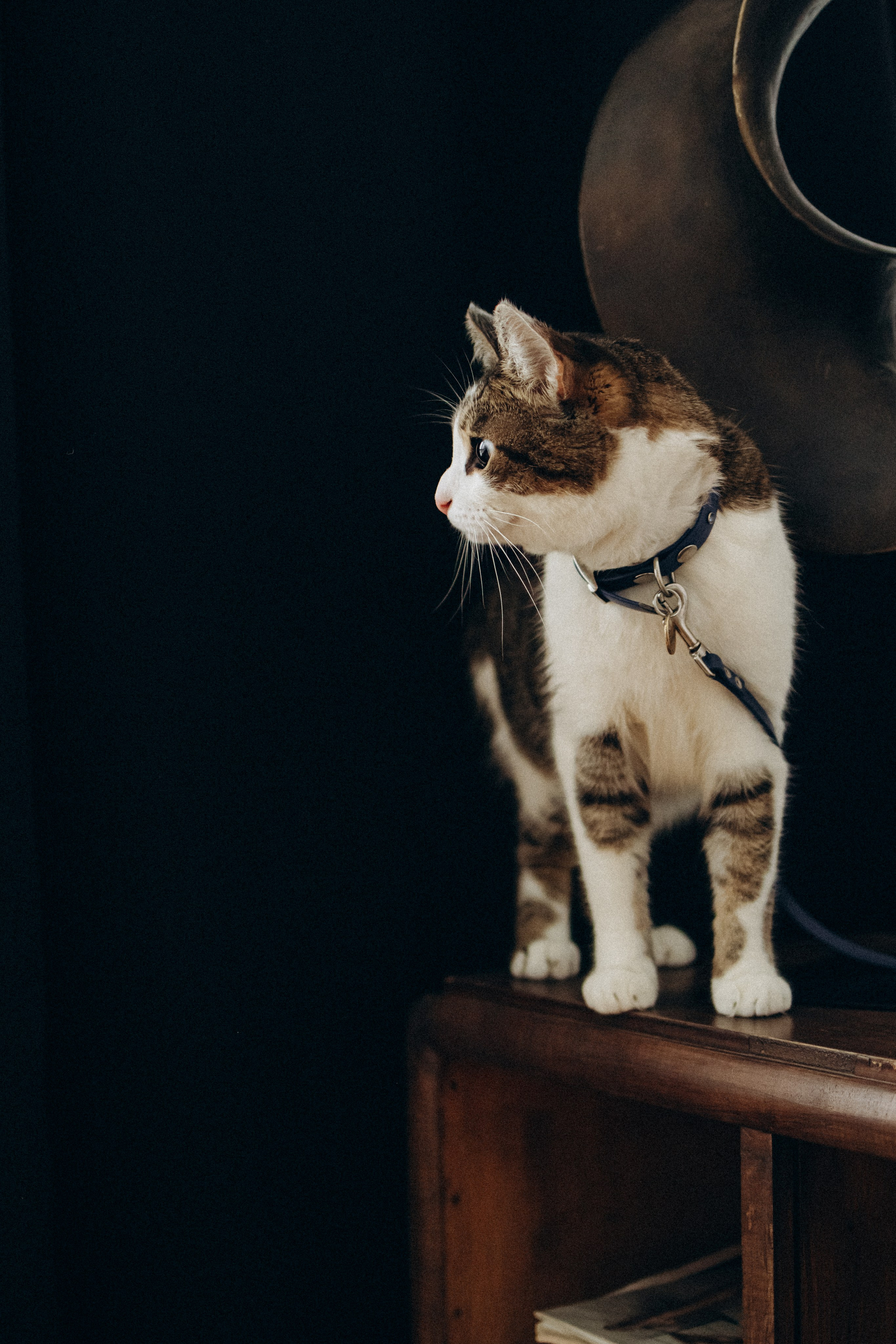 Ксюша и Яша. Фотораф — анималист Мария Шистка