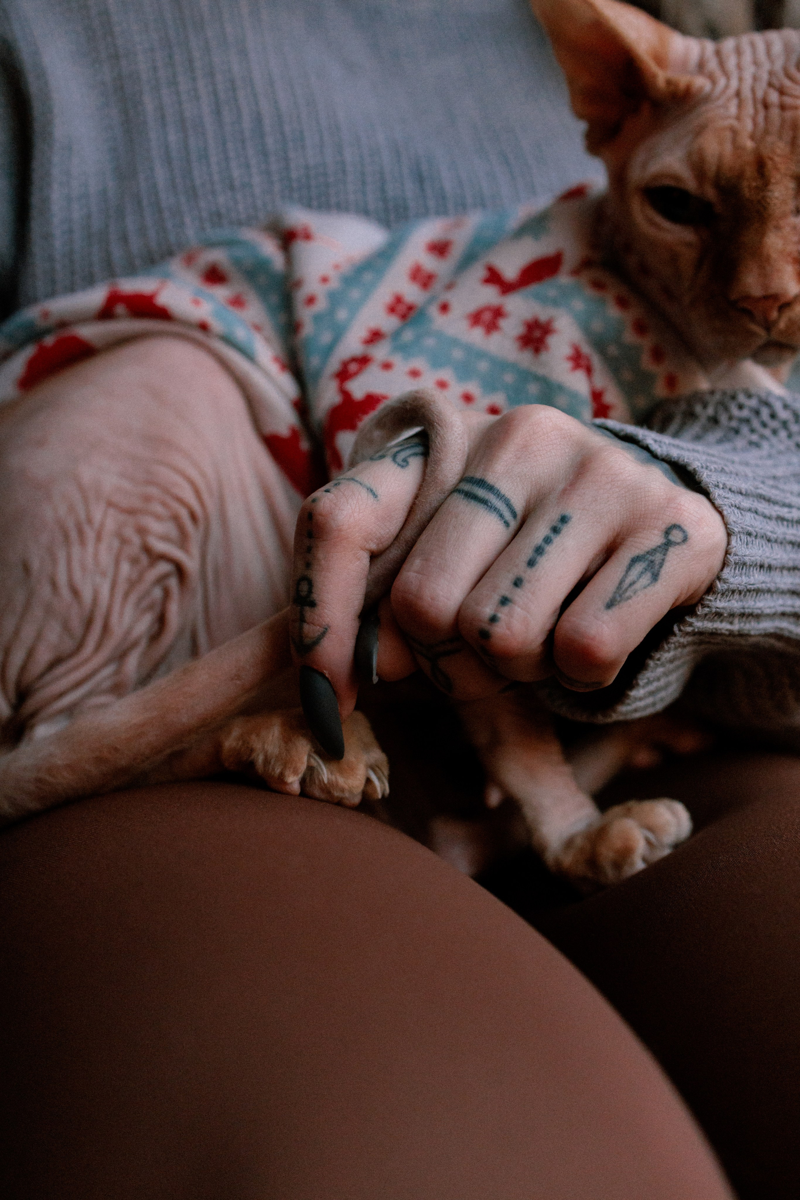 Алиса и котики. Фотограф в Санкт-Петербурге Алёна Губинская