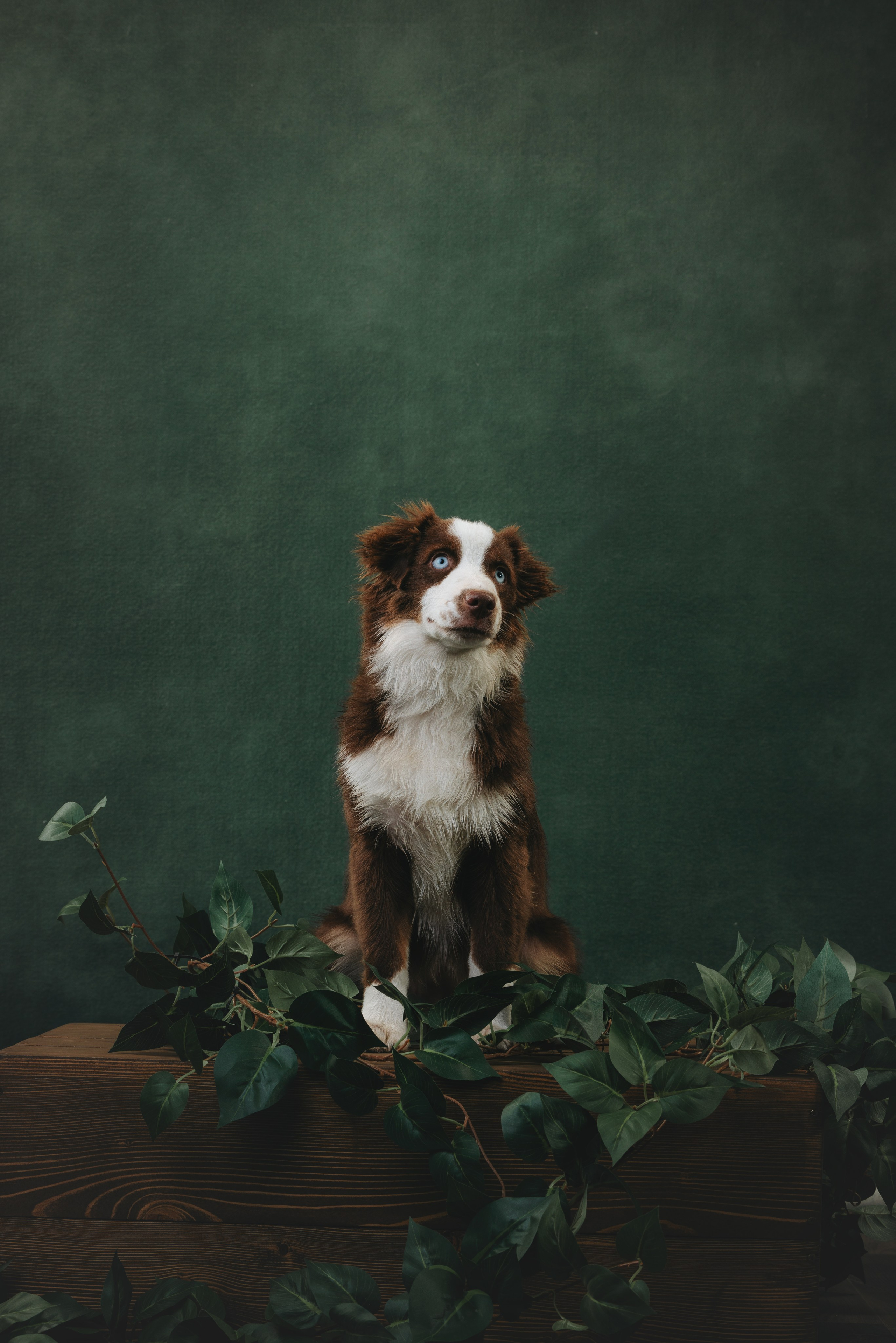 Миниаусси Дайс. Фотограф анималист Осипчикова Мария