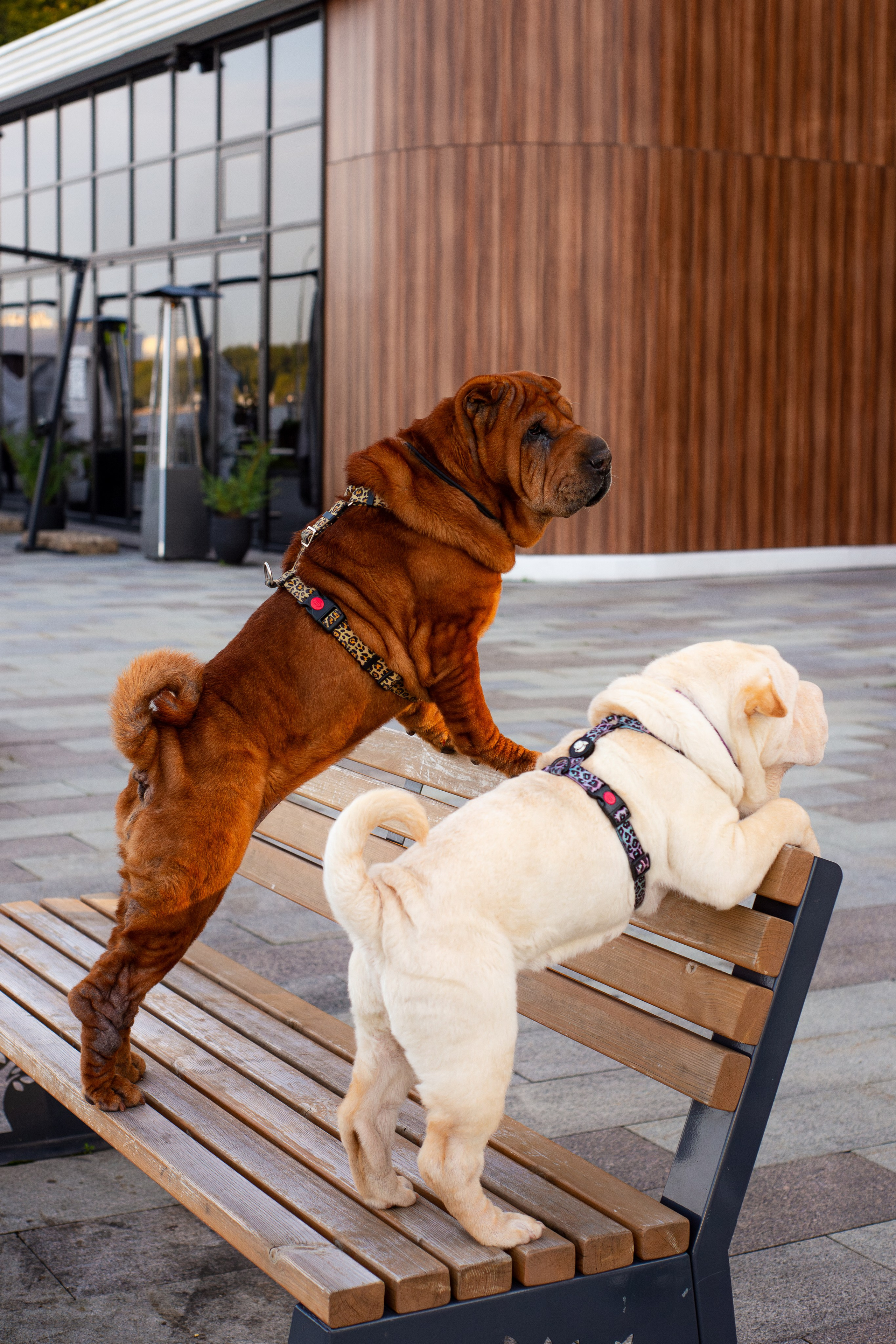 Алёна, Лагерта и Зефир. Фотограф-анималист Мария Баркевич | Москва