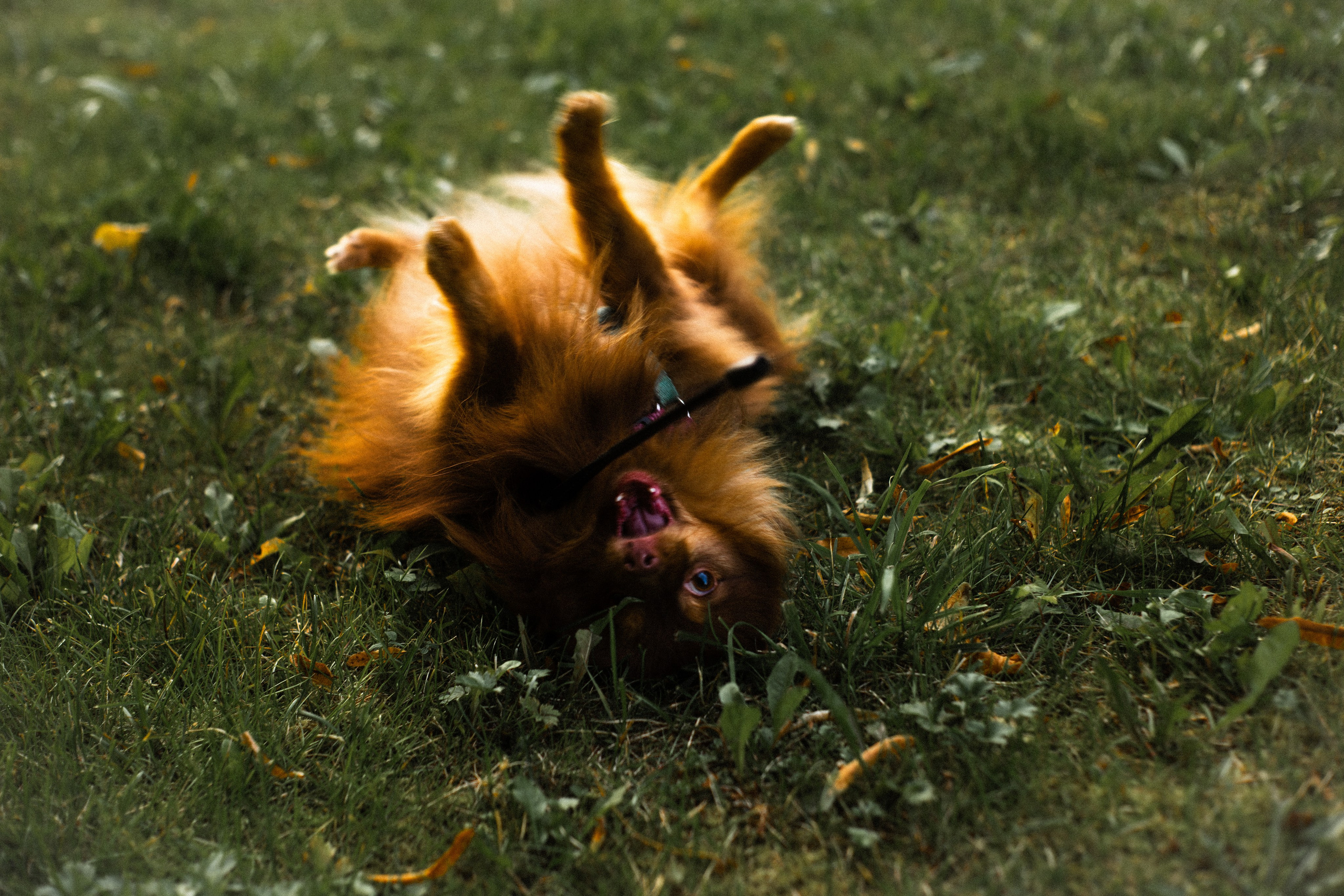 Настя и Жульен. Фотограф-анималист Мария Баркевич | Москва