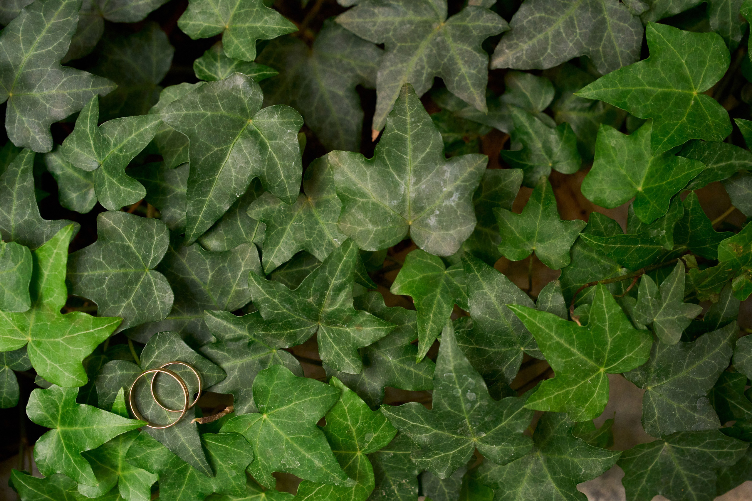 Сергей и Марина. Чумаков Алексей Фотограф|Видеограф свадебные, индивидуальные, семейные, репортаж