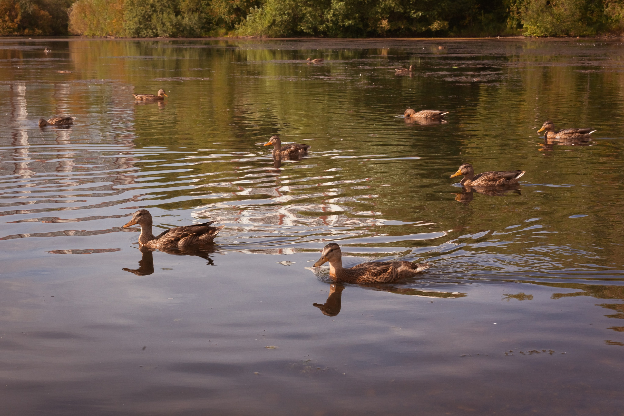 Мама, папа, сын и собака. Фотограф в Томске Евгения Гуляева