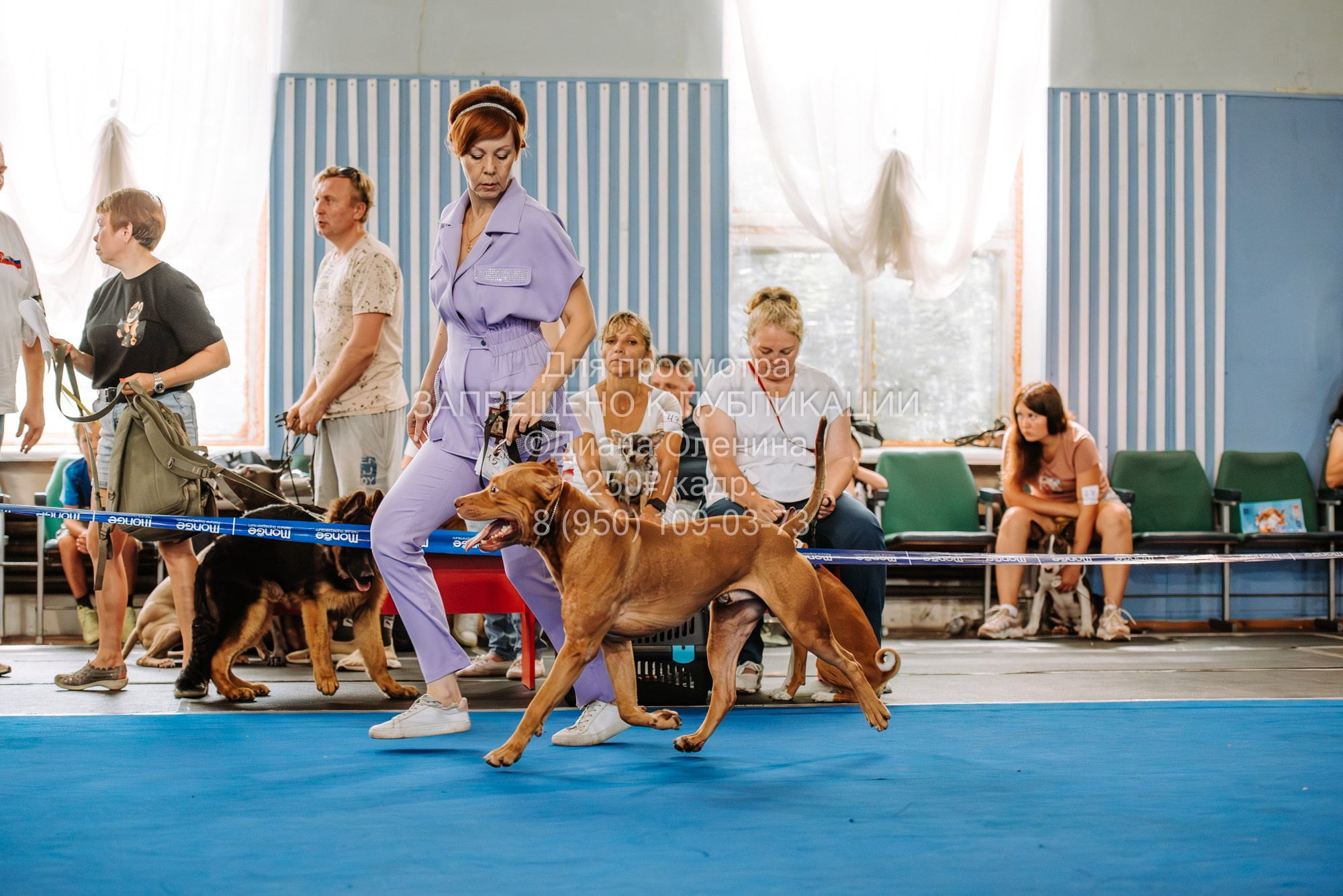 Национальная выставка собак всех пород ранга САС-IKU «Кубок Красноярск. Фотограф Диана Оленина Красноярск / Братск