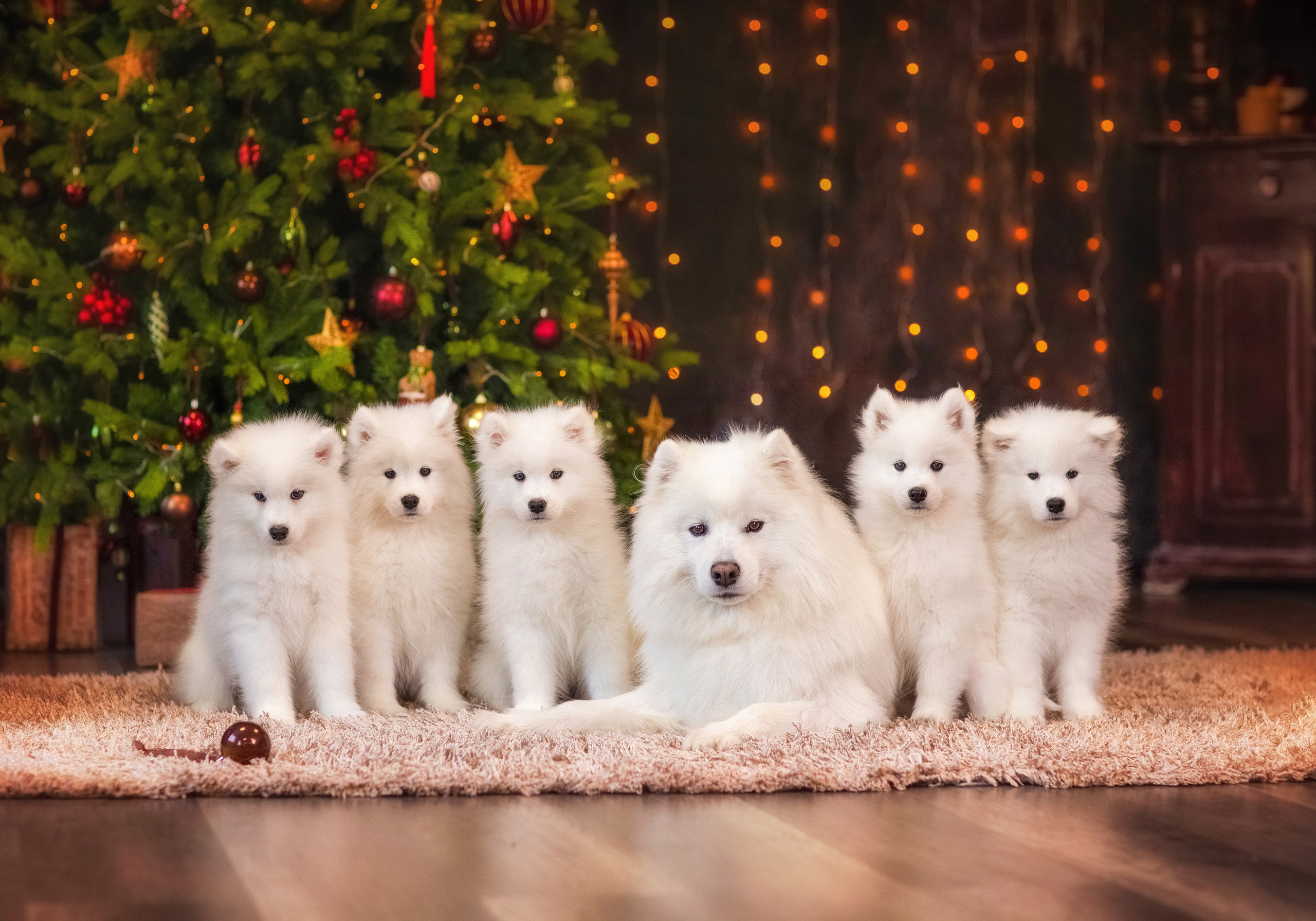 Фотосессия щенков. Фотограф для Вашей собаки