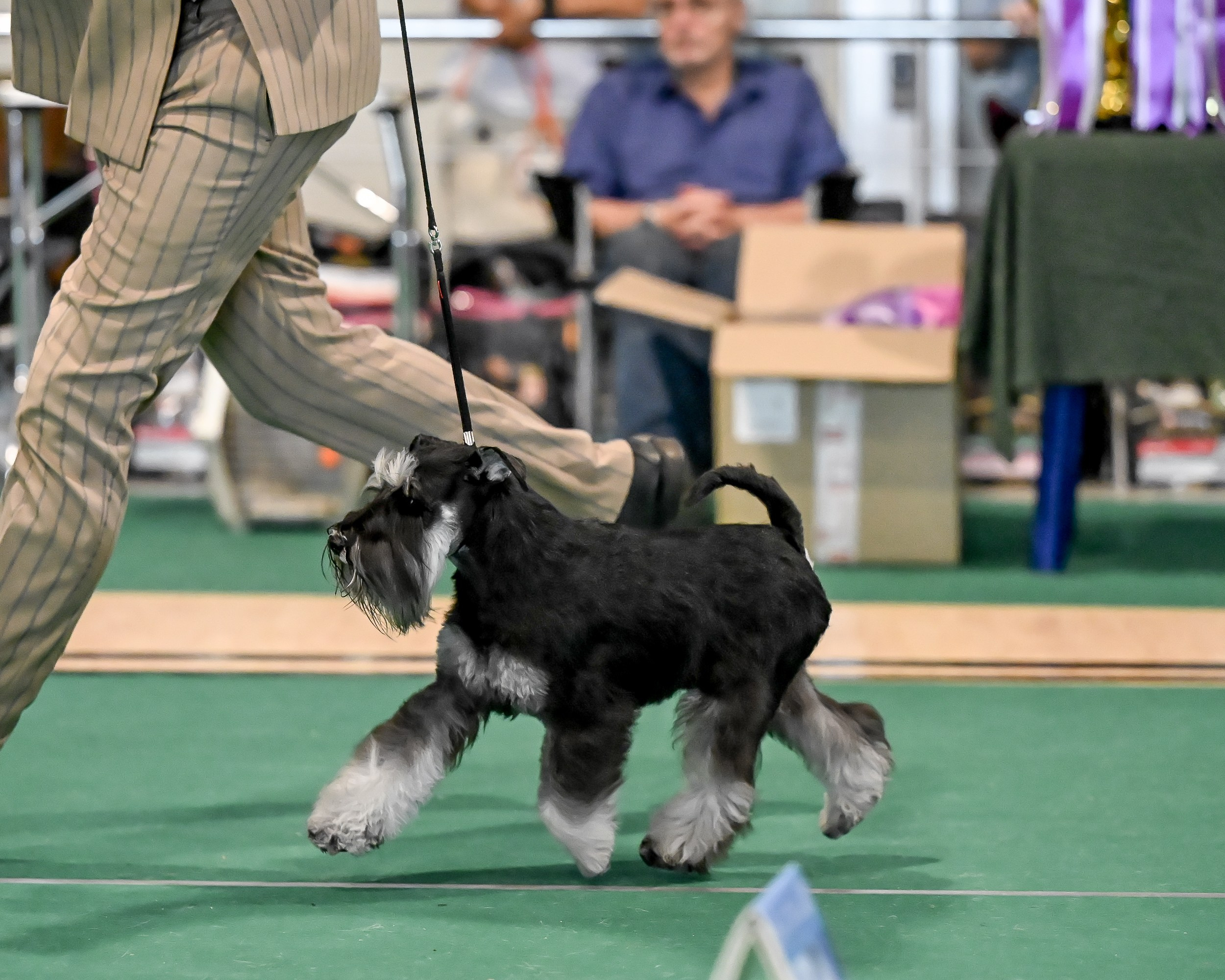 Цафир⚡️DELINSO BALANCE СZAFIR LUMIER